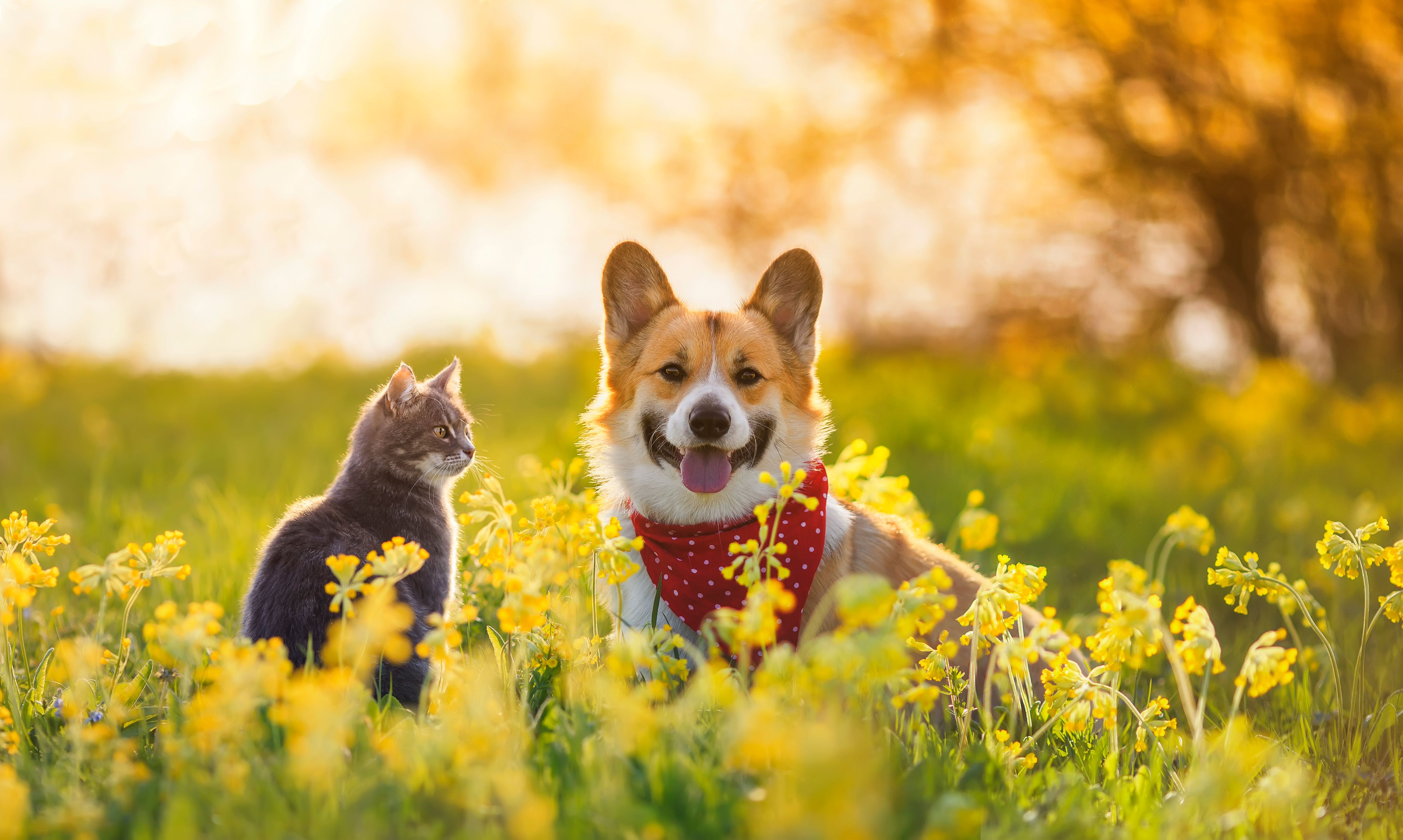 spring pets