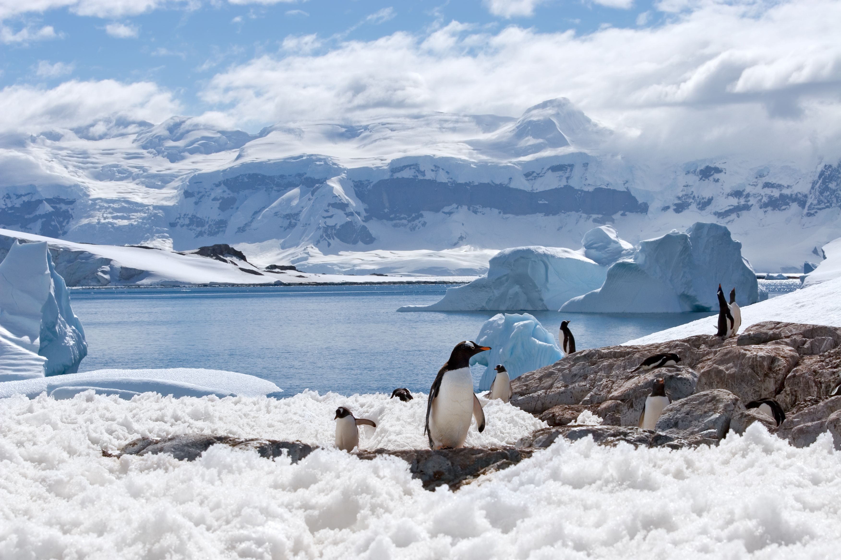 antarctica wildlife
