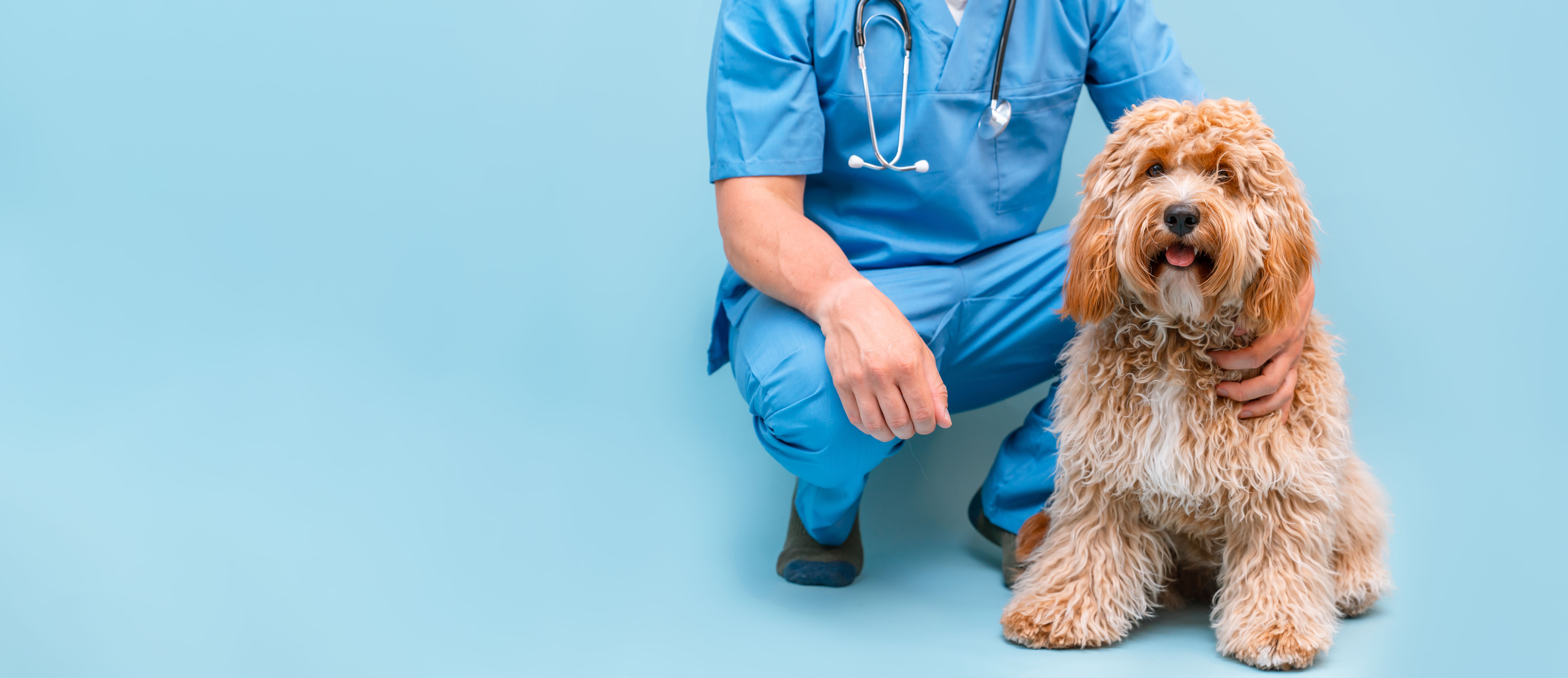 veterinarian with puppy