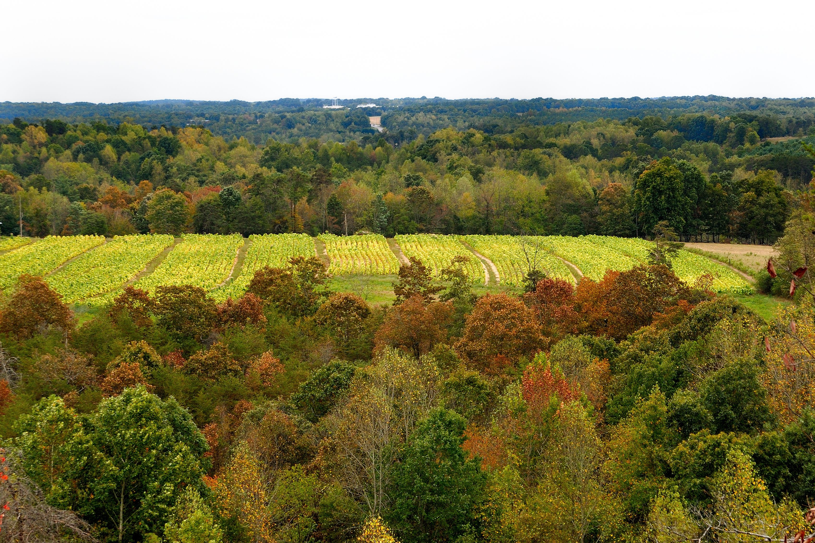 ventury county vineyards