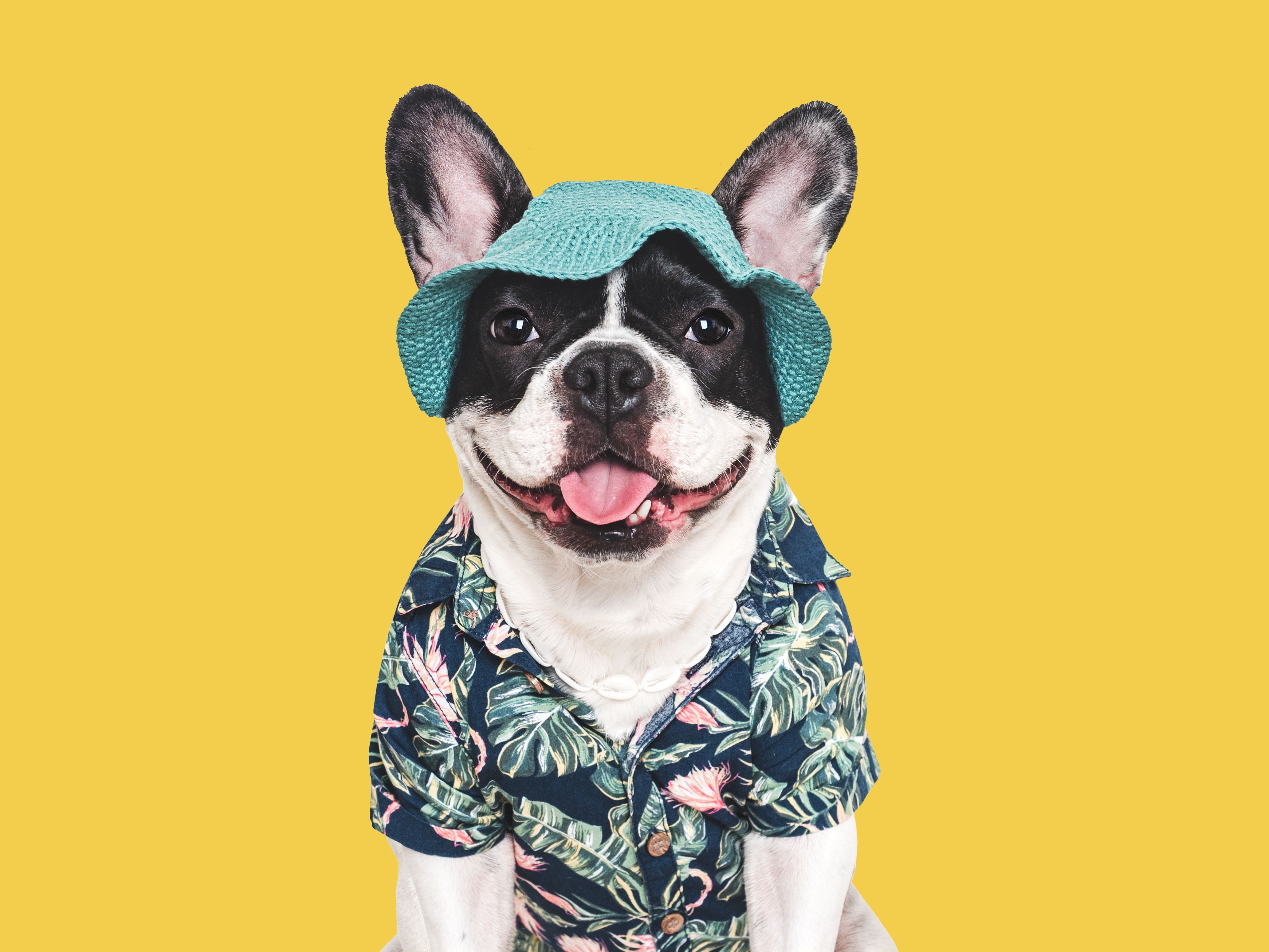 dog summer outfit