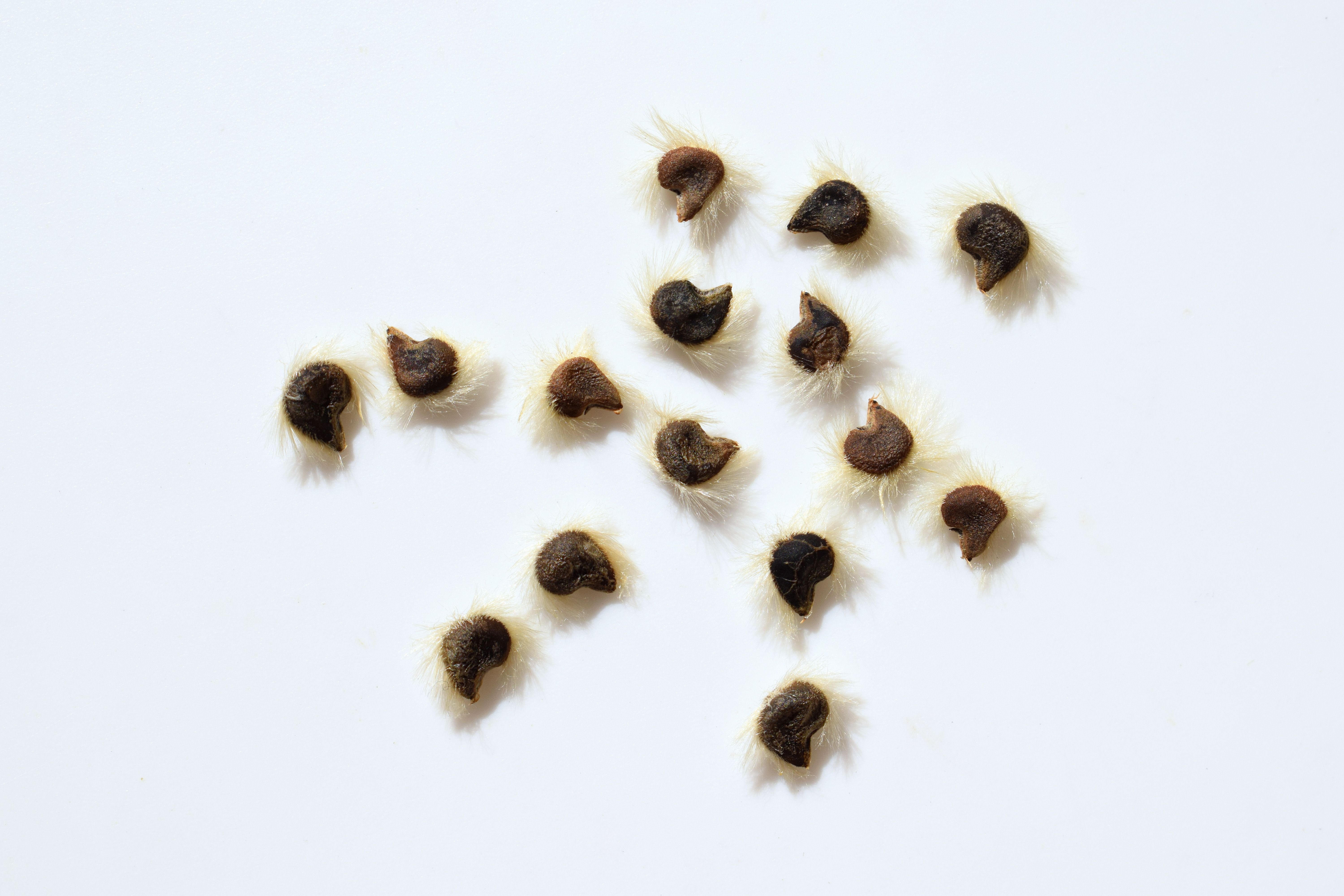 spreading seeds