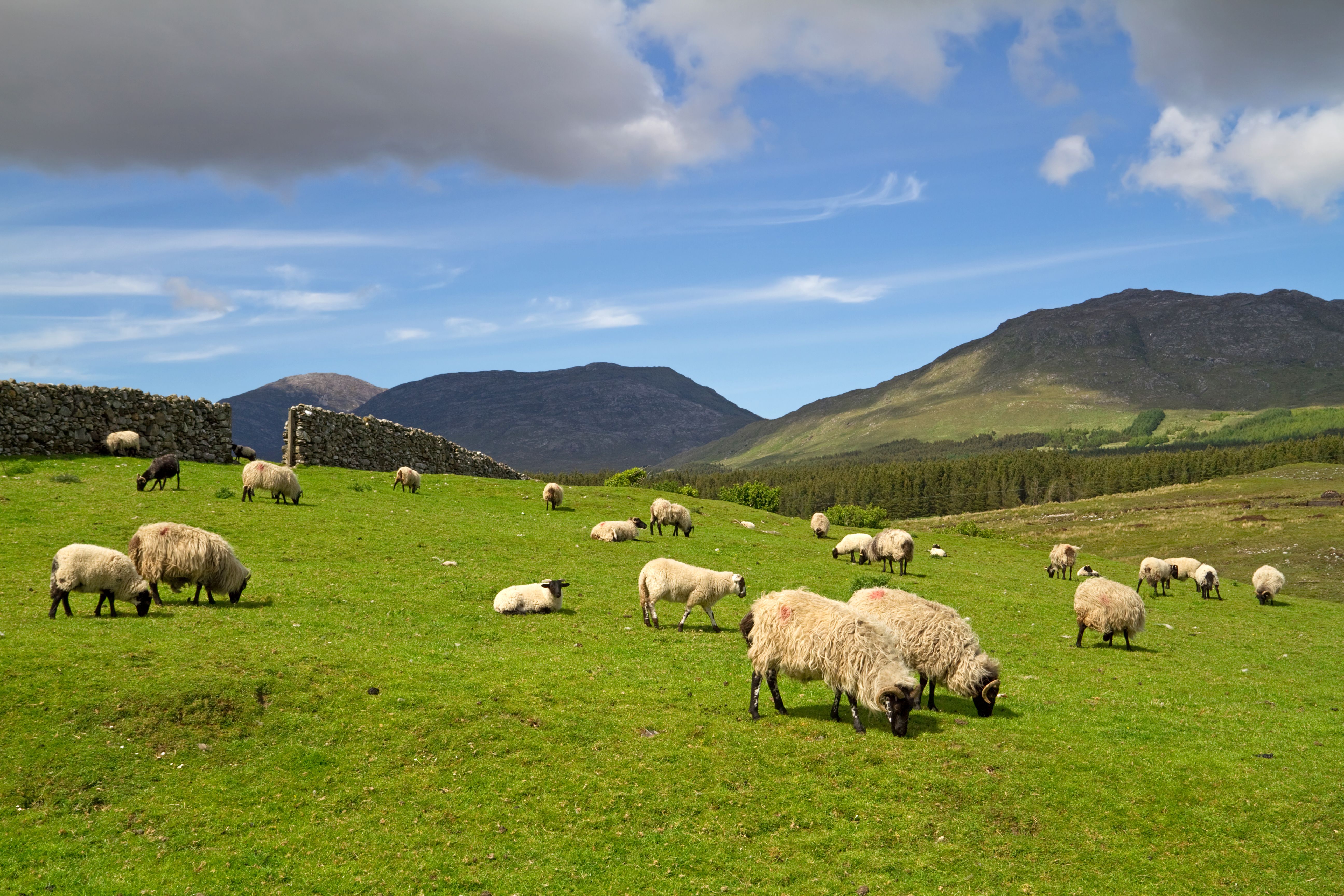 Sheep and rams in the mountains of Connemara, IRL