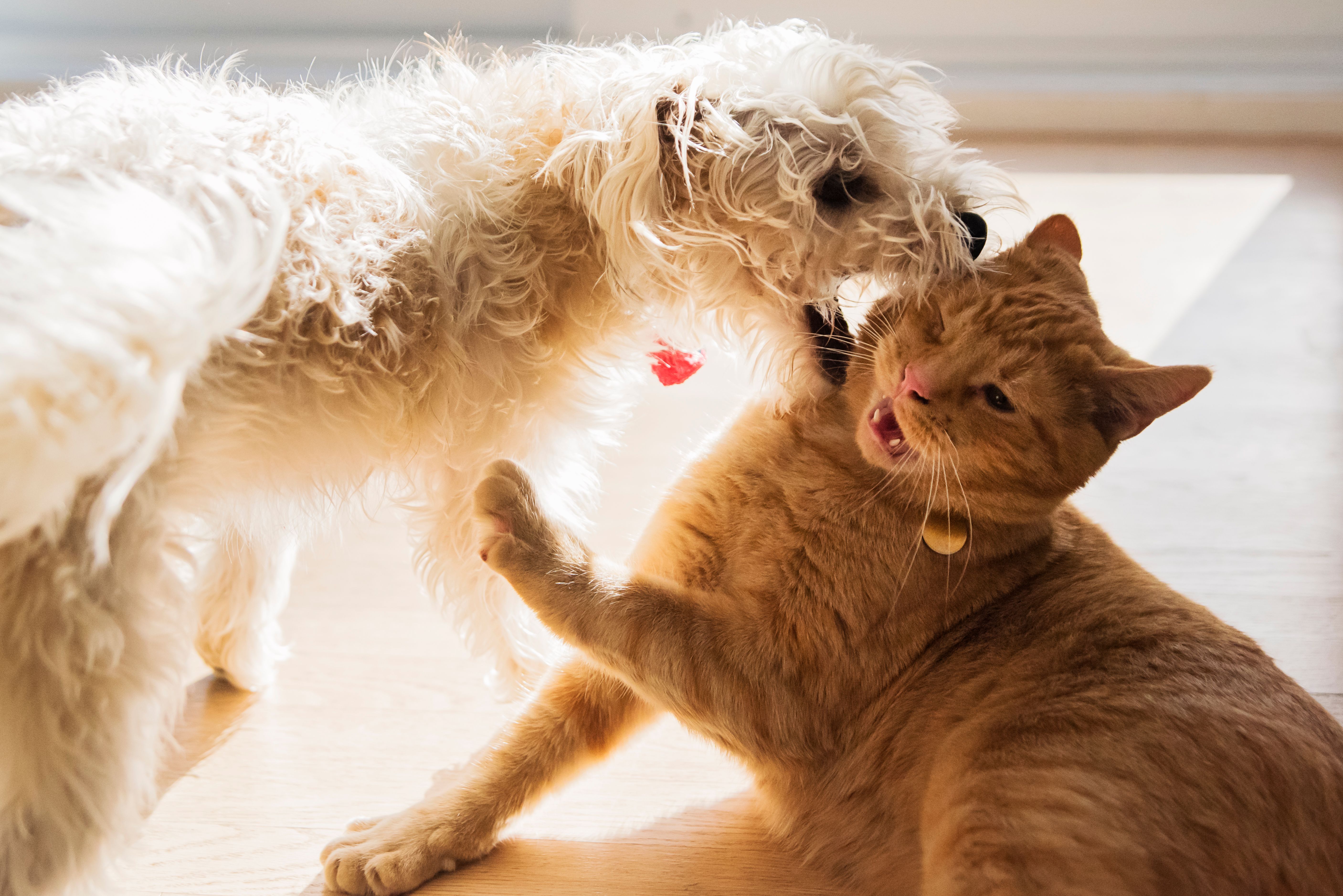 dog cat