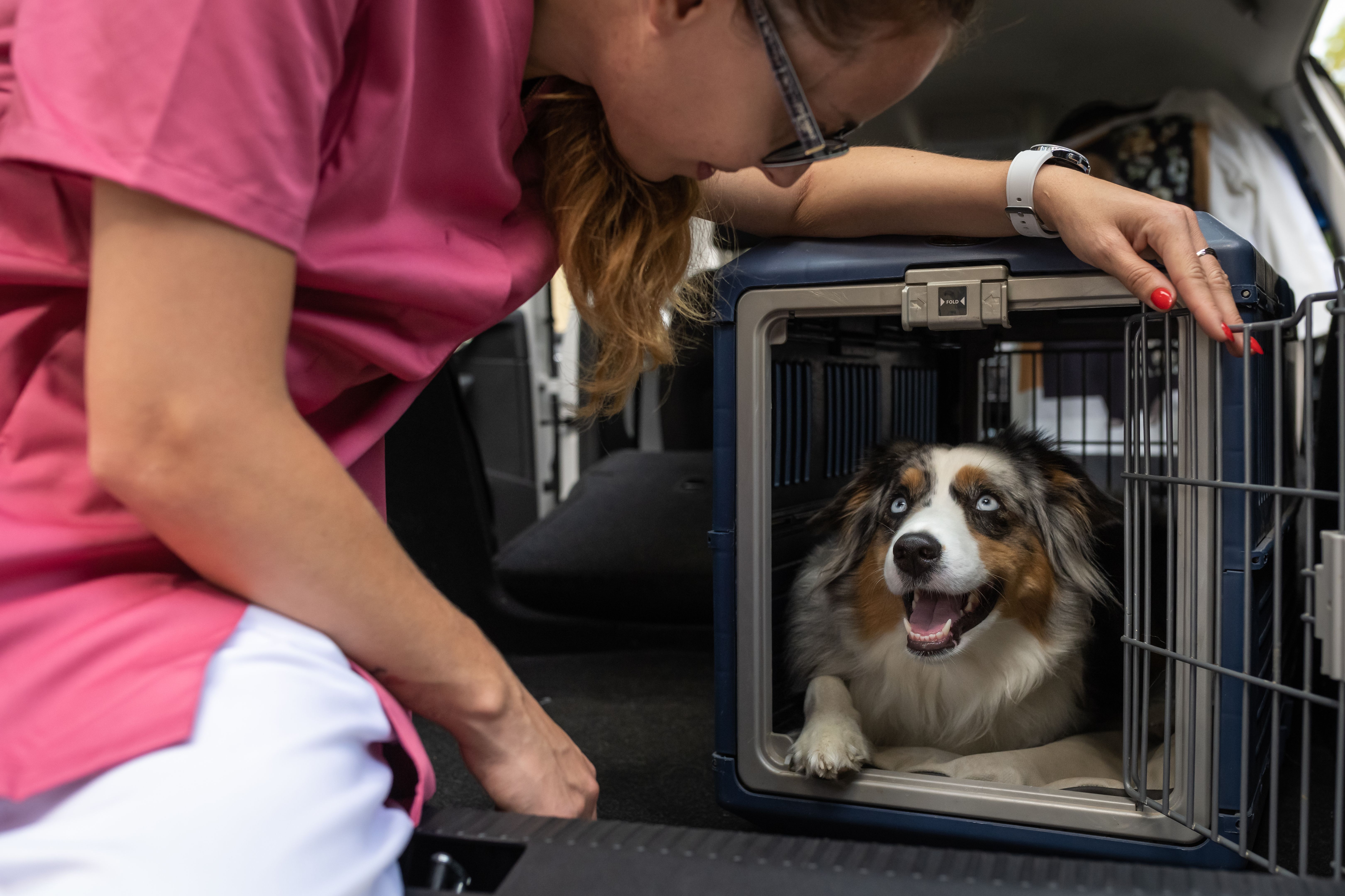 Transporting a dog in a dog cage in the car