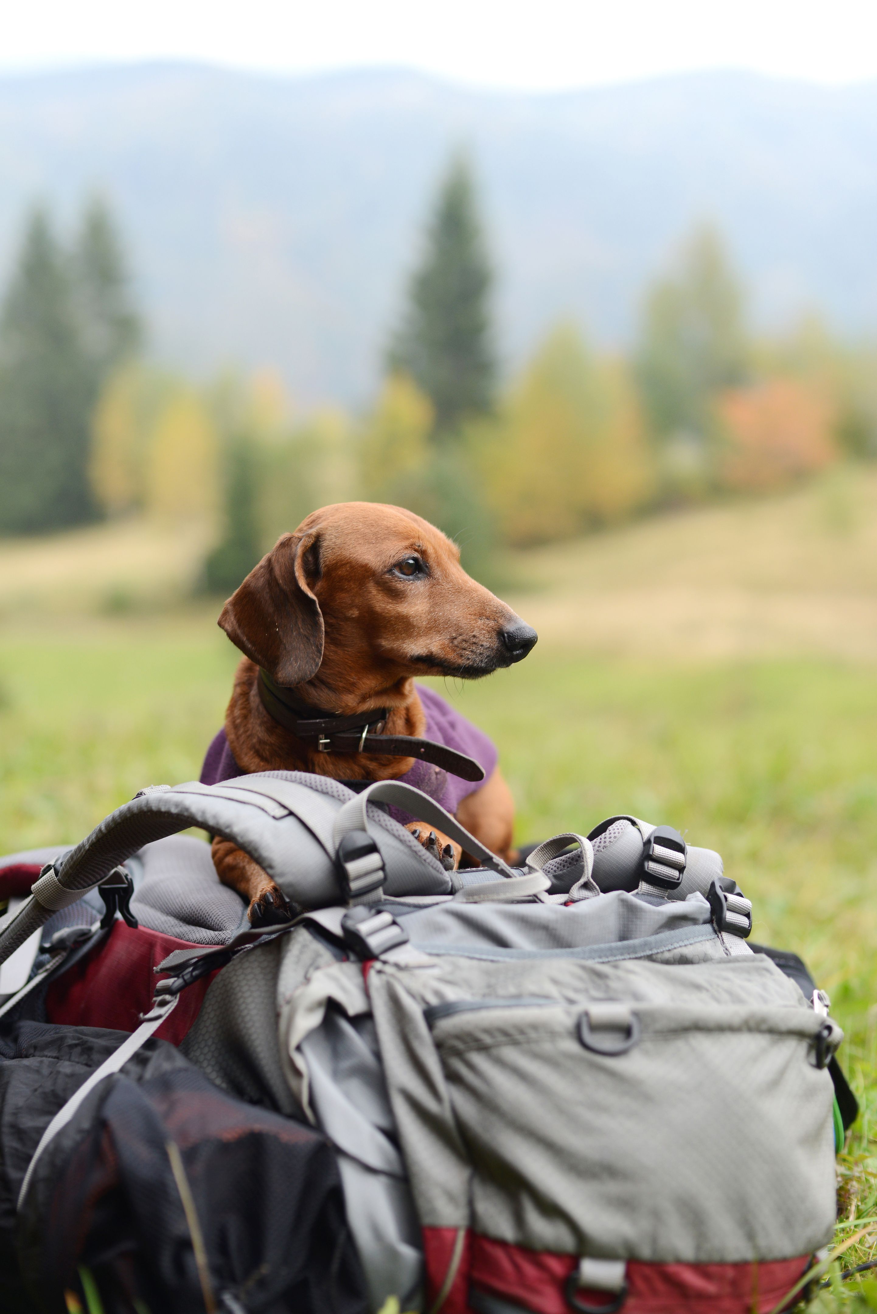 dog hiking gear