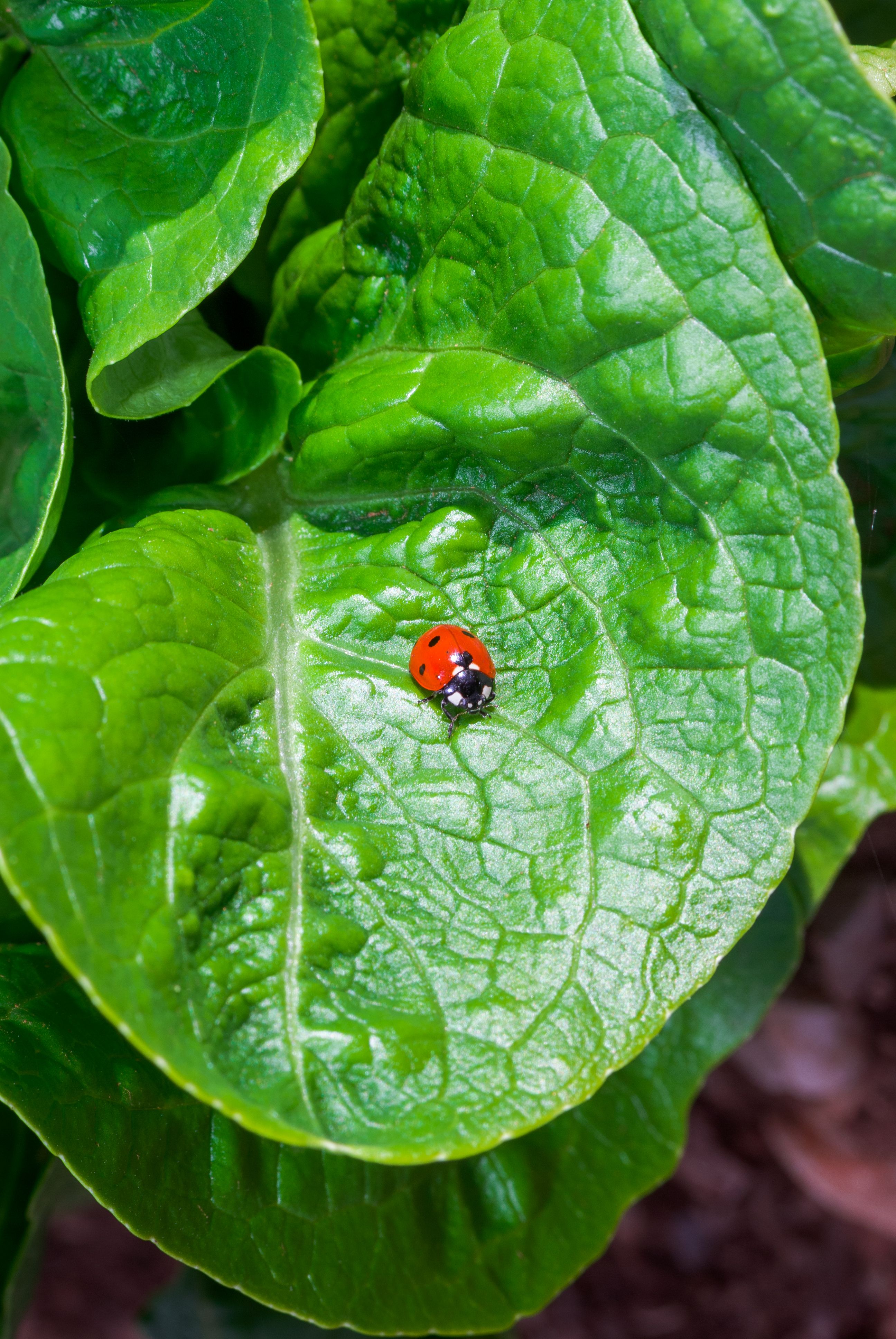 ladybug-garden