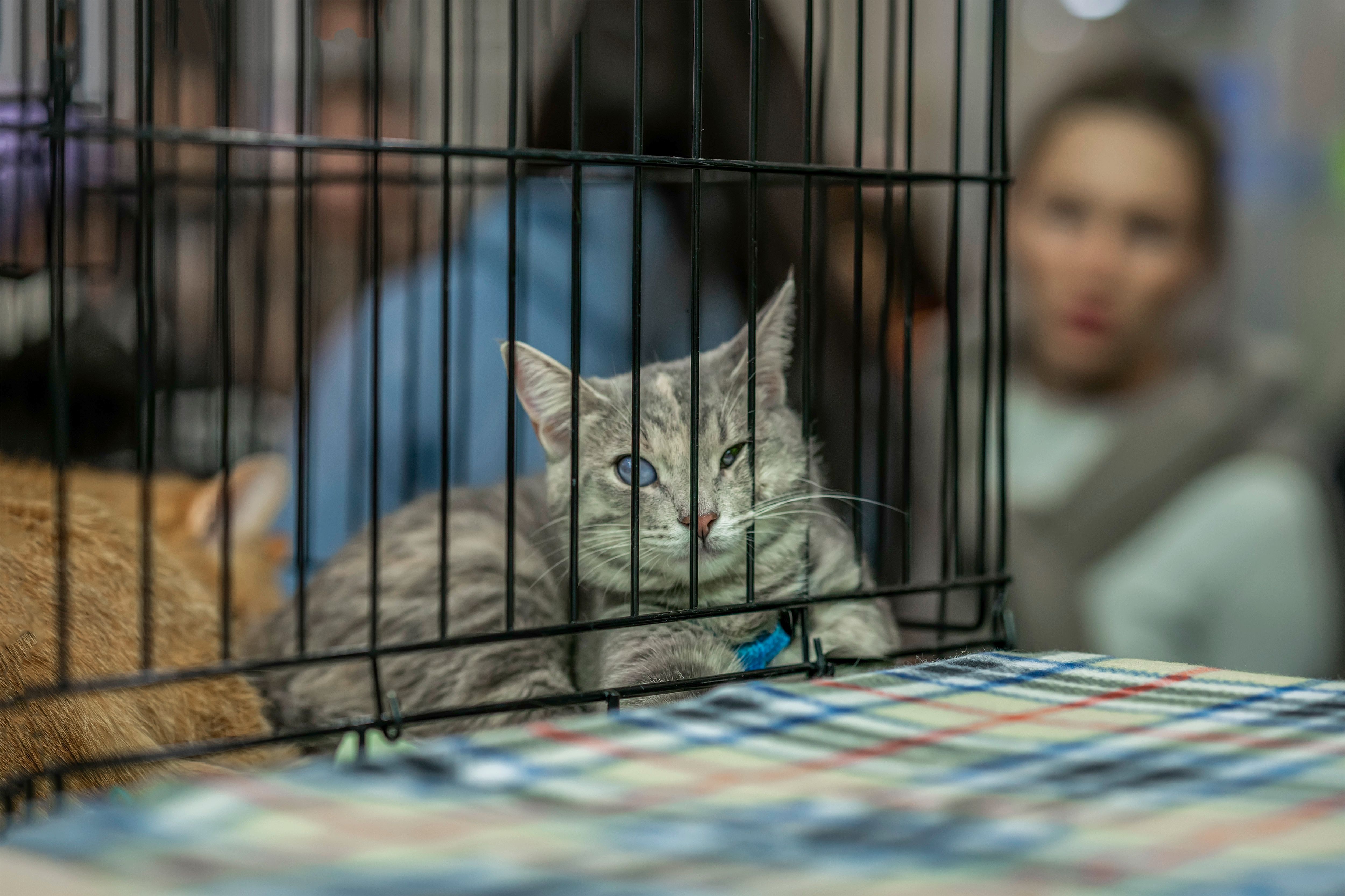 Lonely adult cat with eye problems lying on cage of shelter and waiting at Loving owner