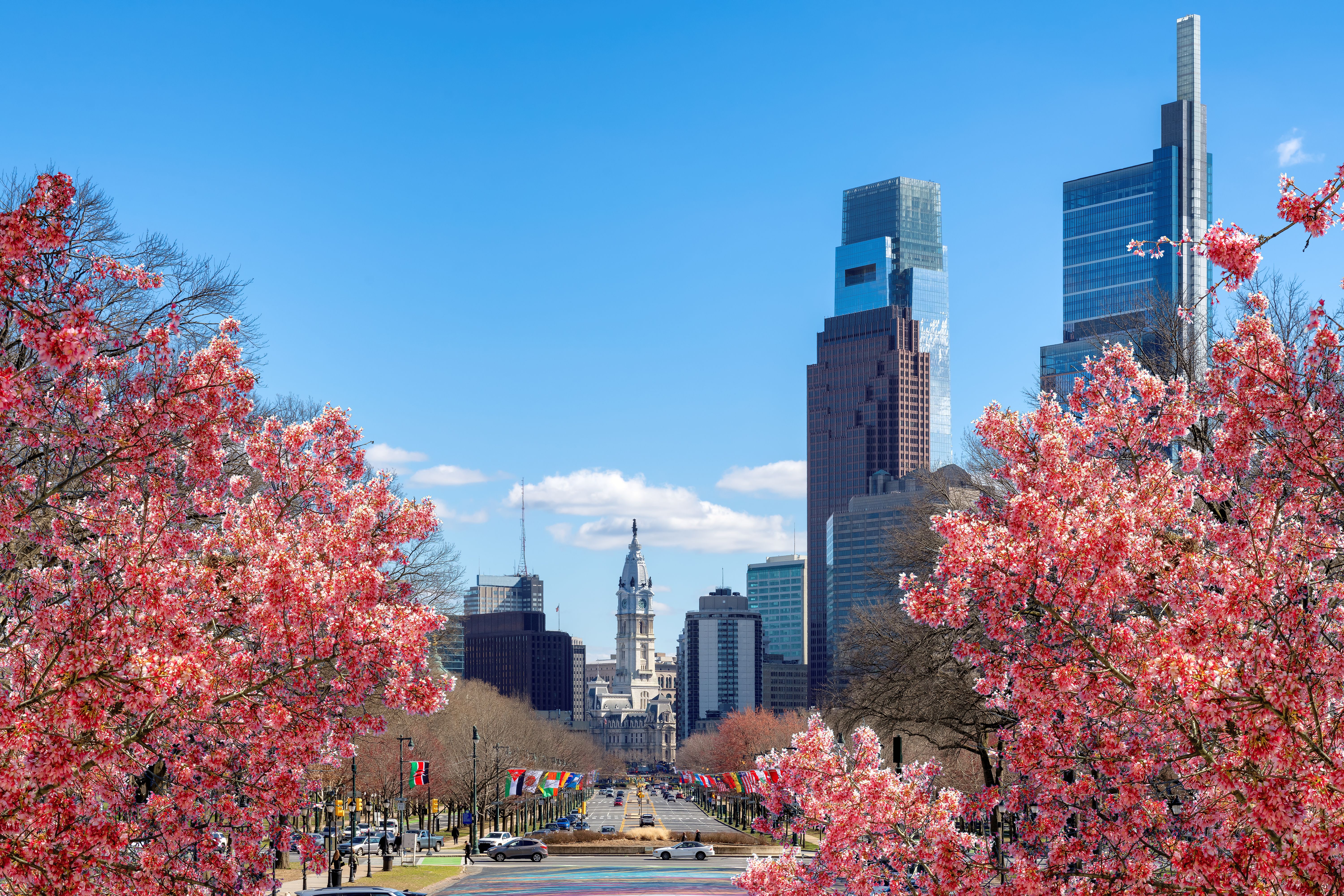 cherry blossoms Philadelphia