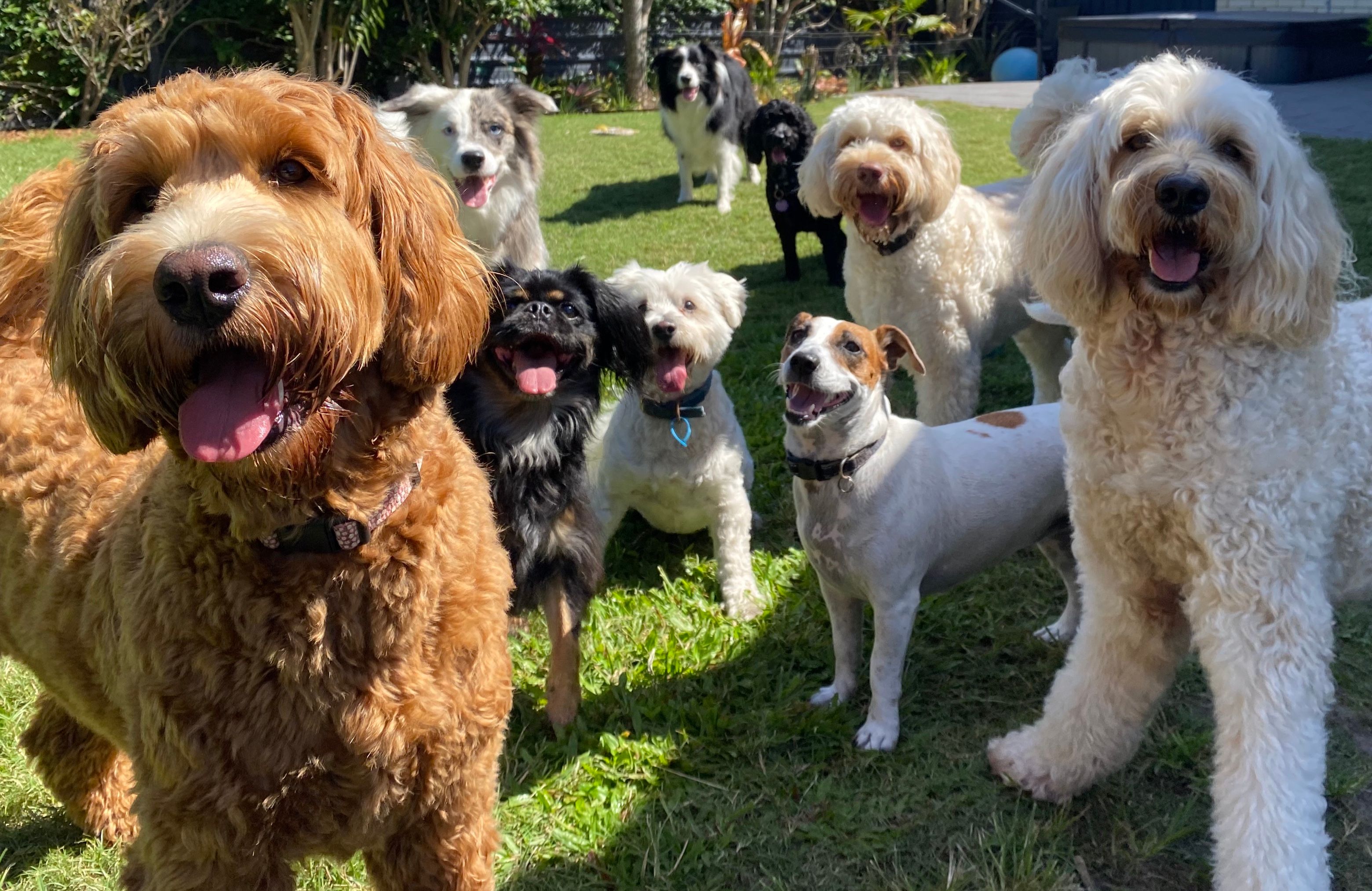 Paws At Play Gresham Lake - Pet Services in Raleigh