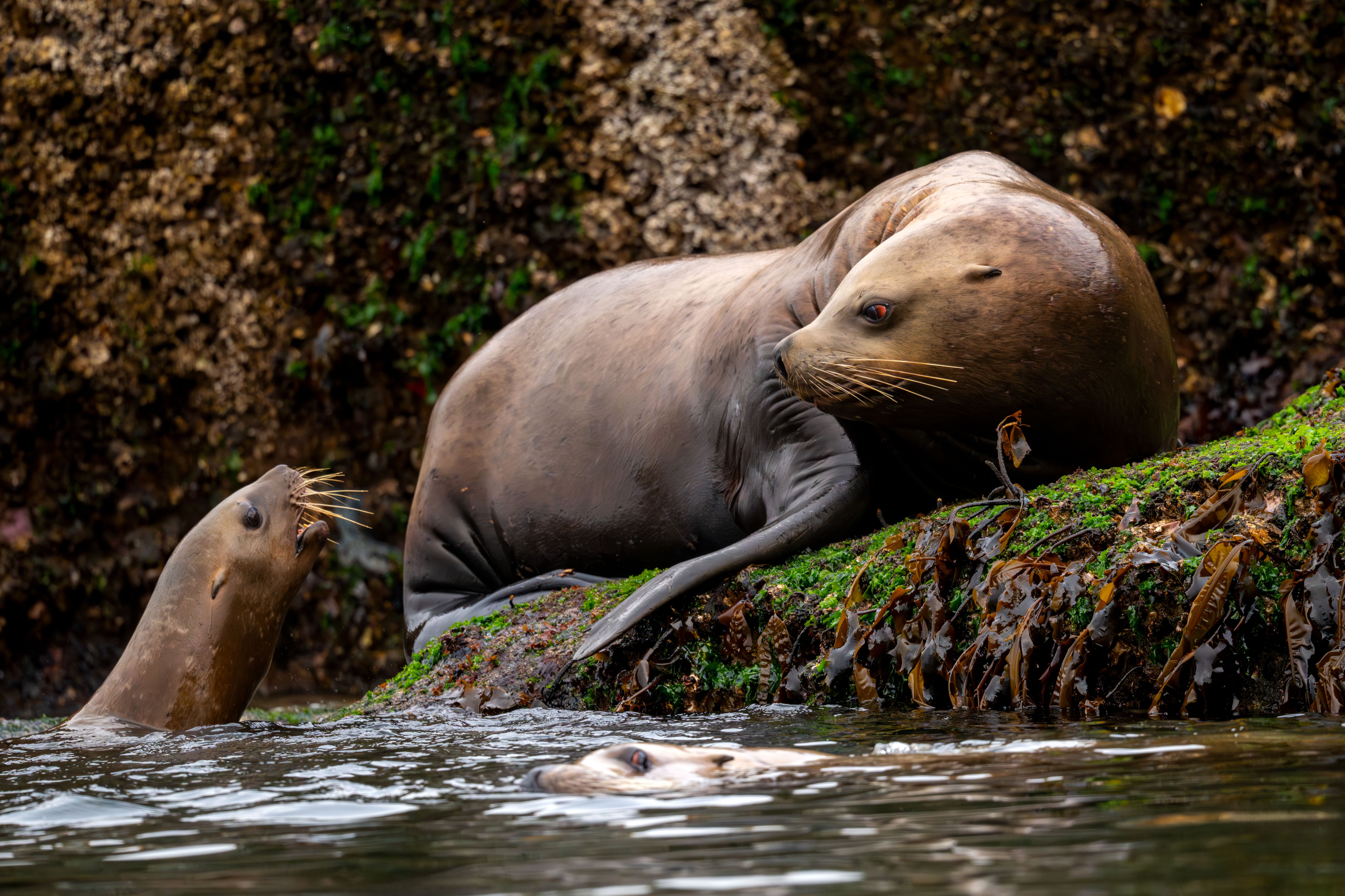 wildlife conservation