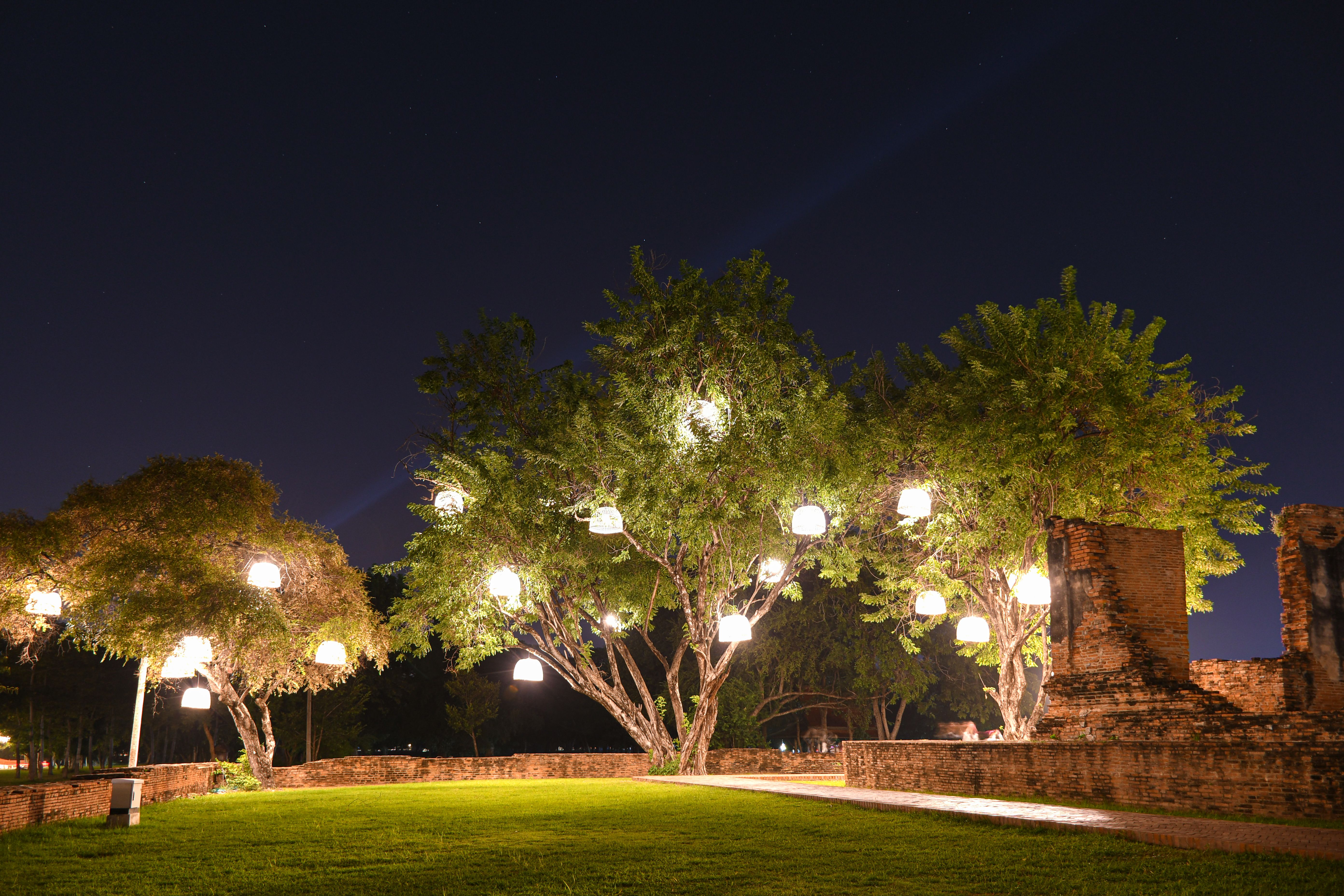 tree lighting