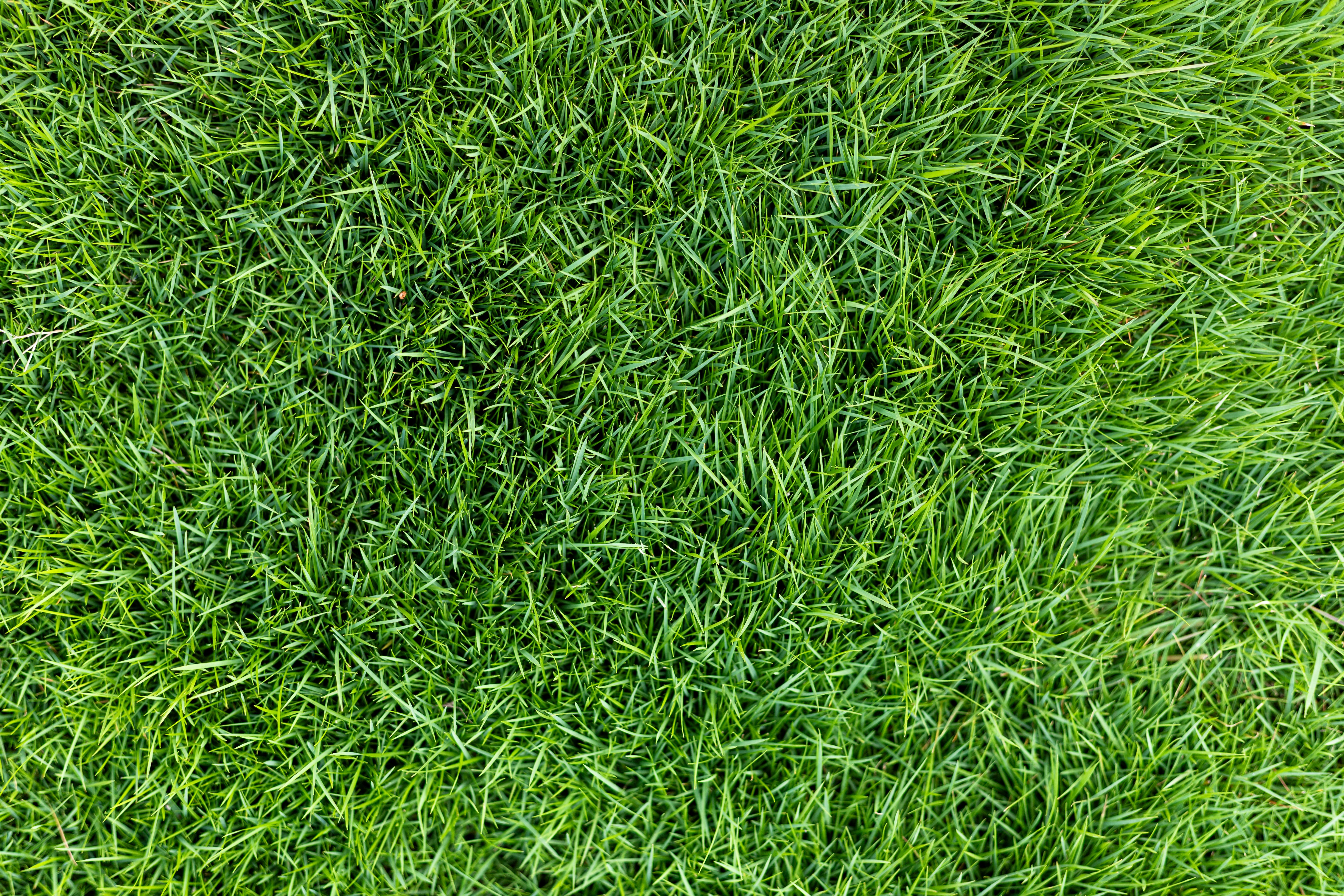 green grass