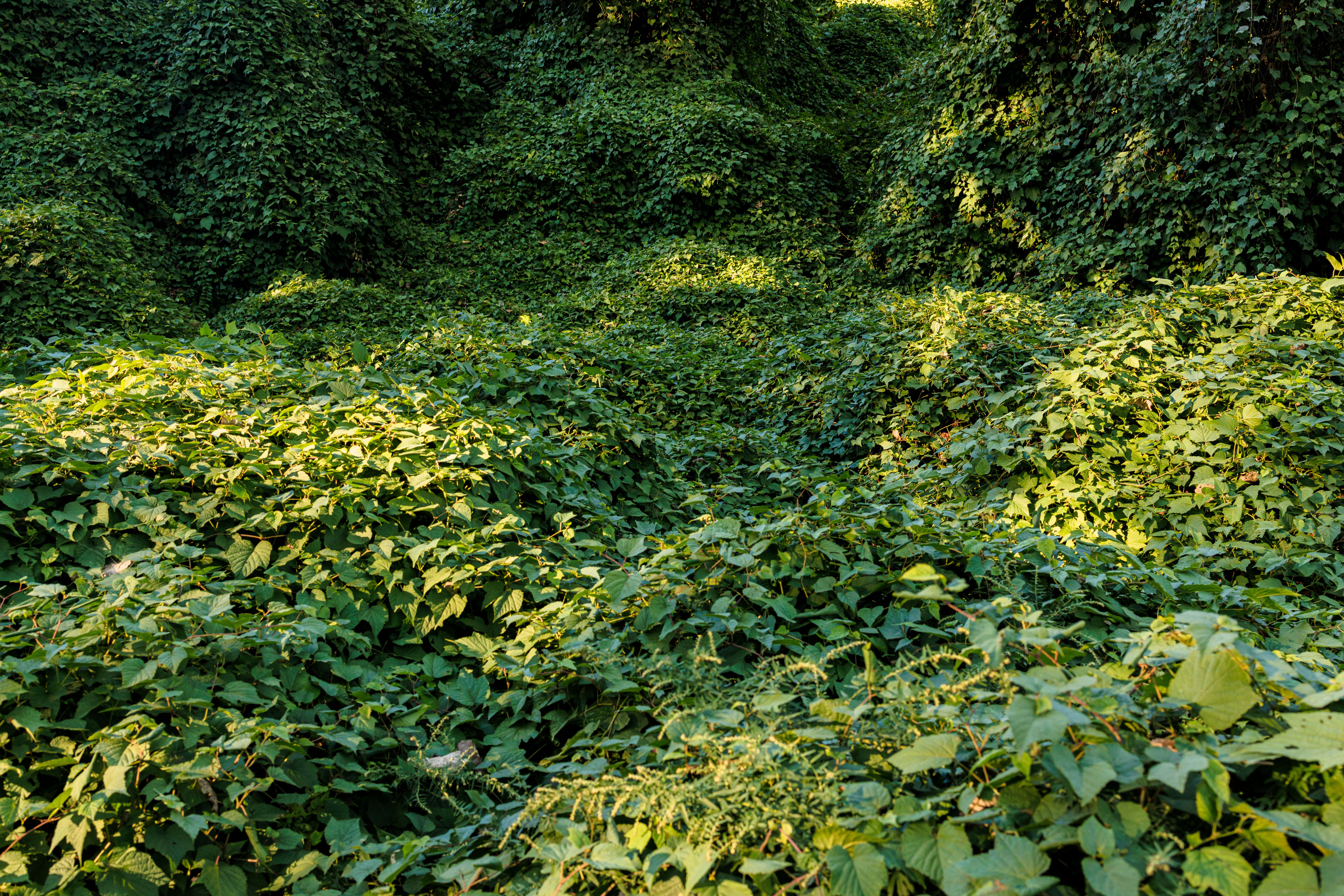 invasive plants management