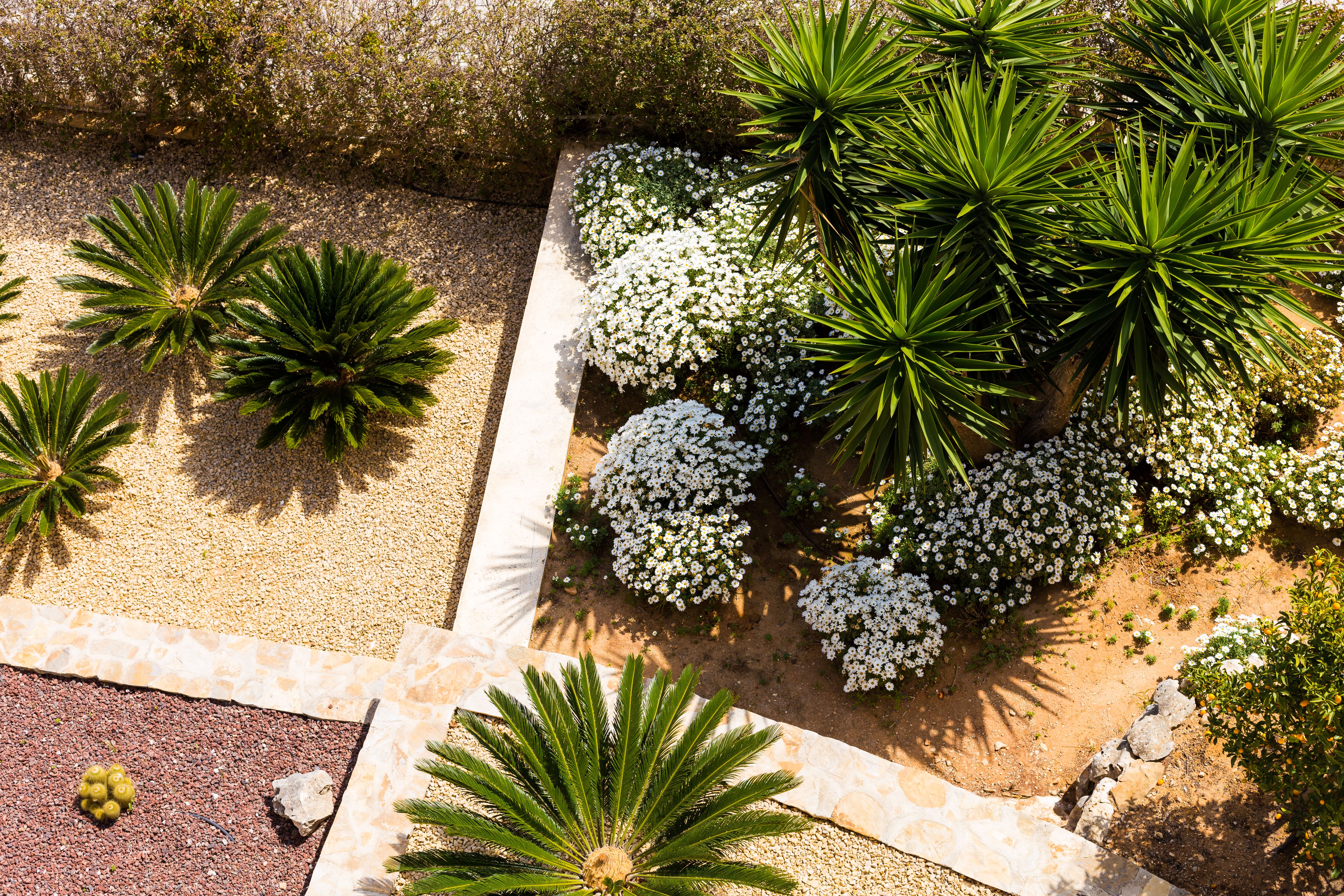 drought tolerant landscaping