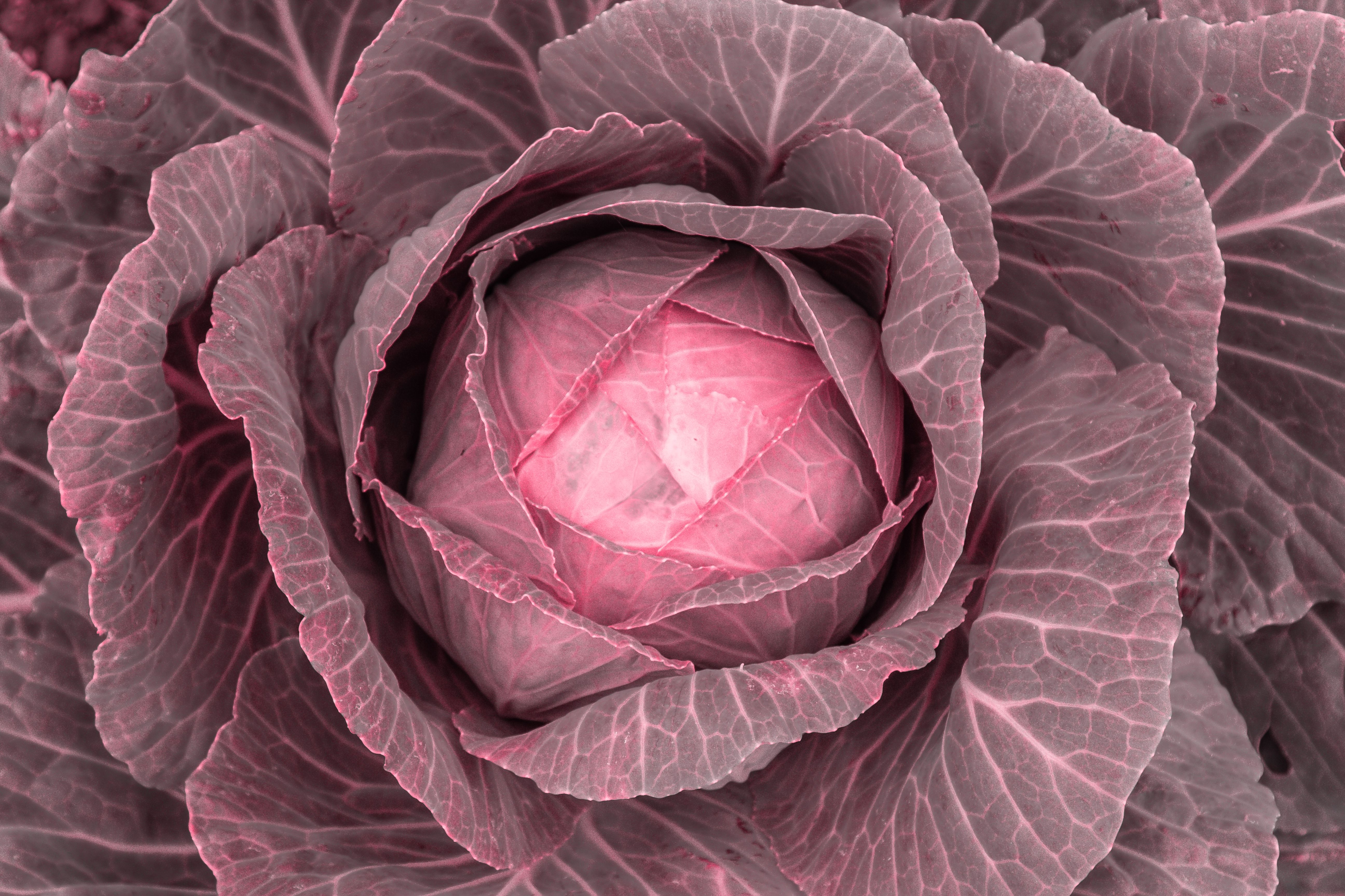 year round pest control