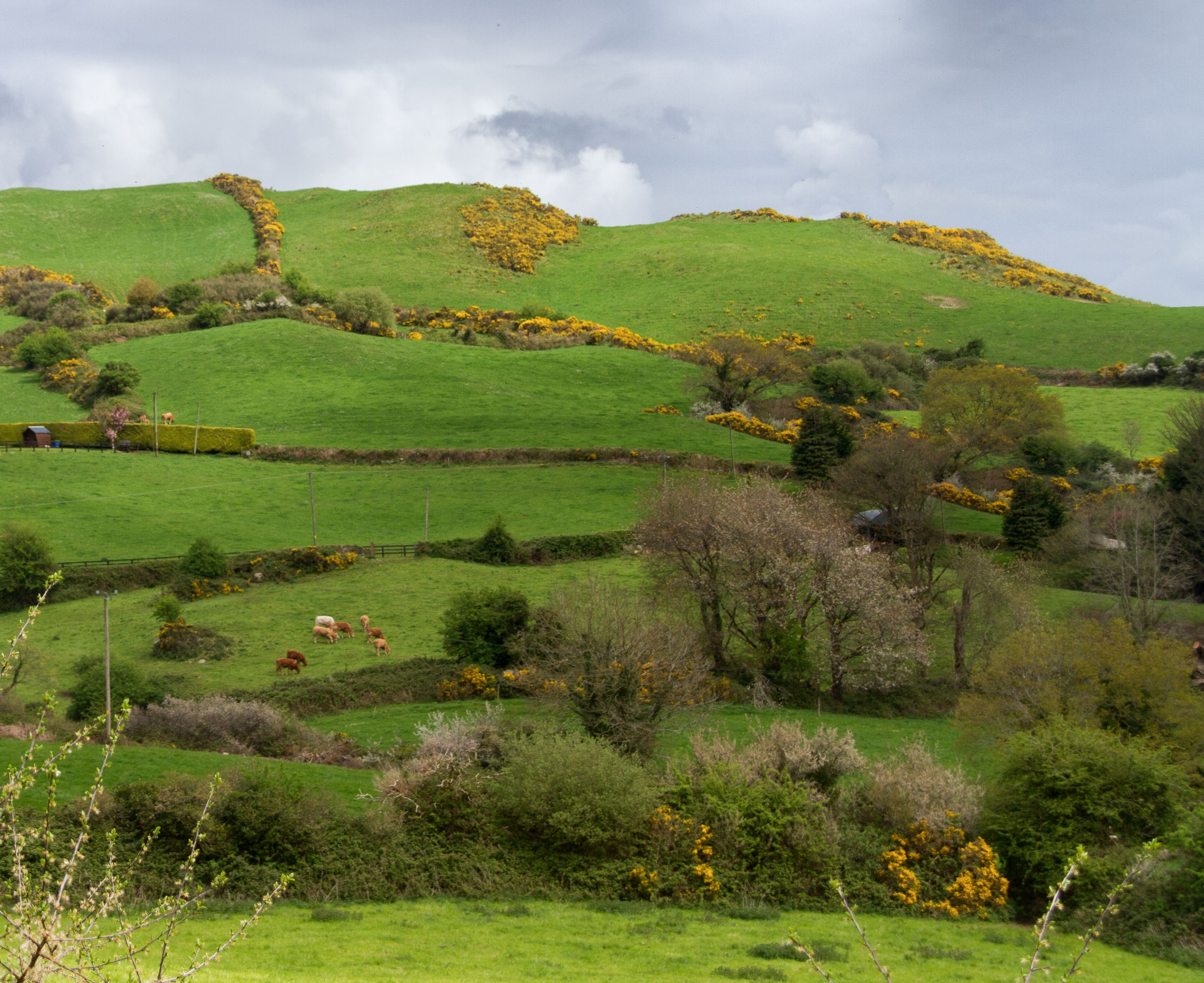 Spring field in County Clare Ireland
