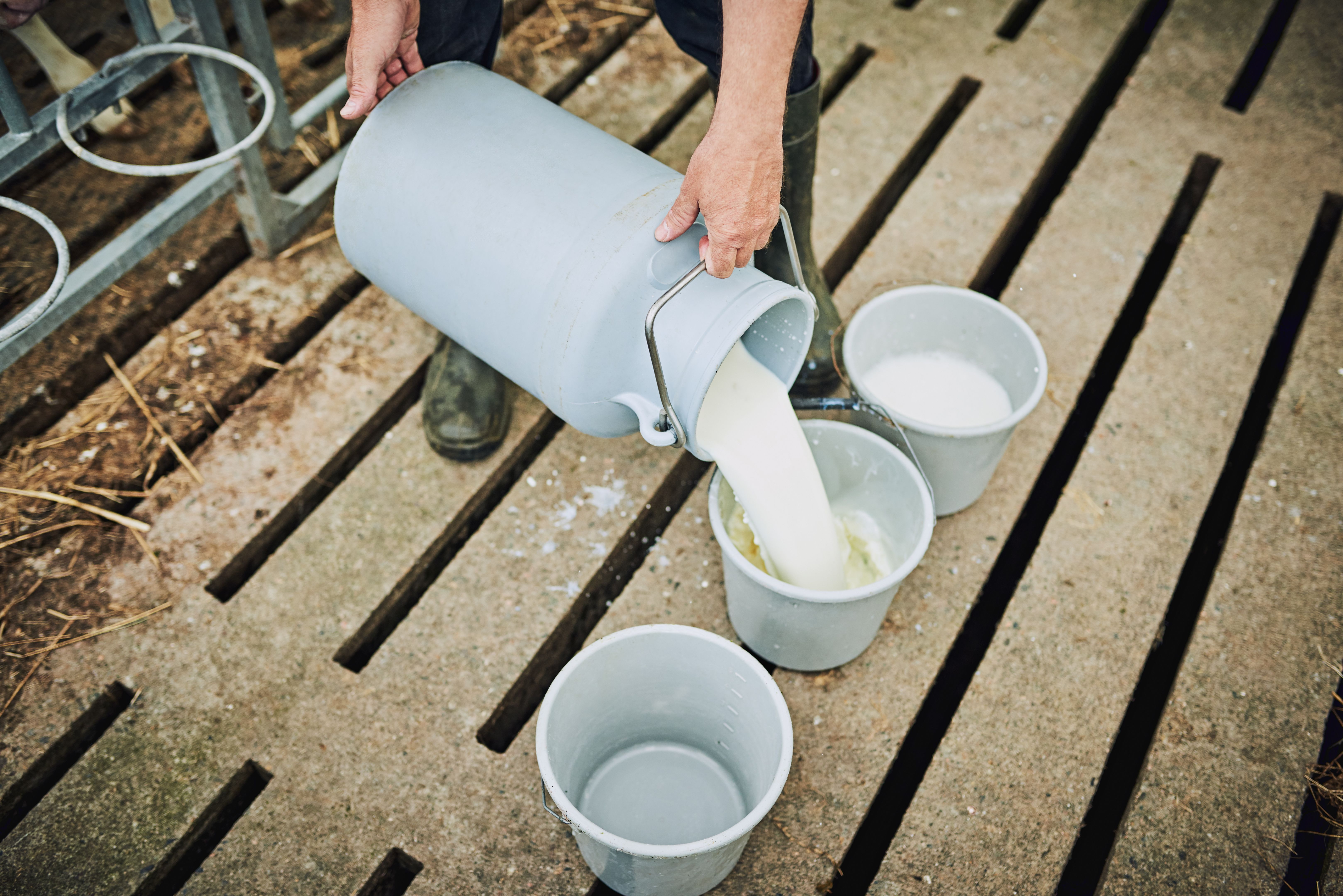 Getting the milk ready for the calves