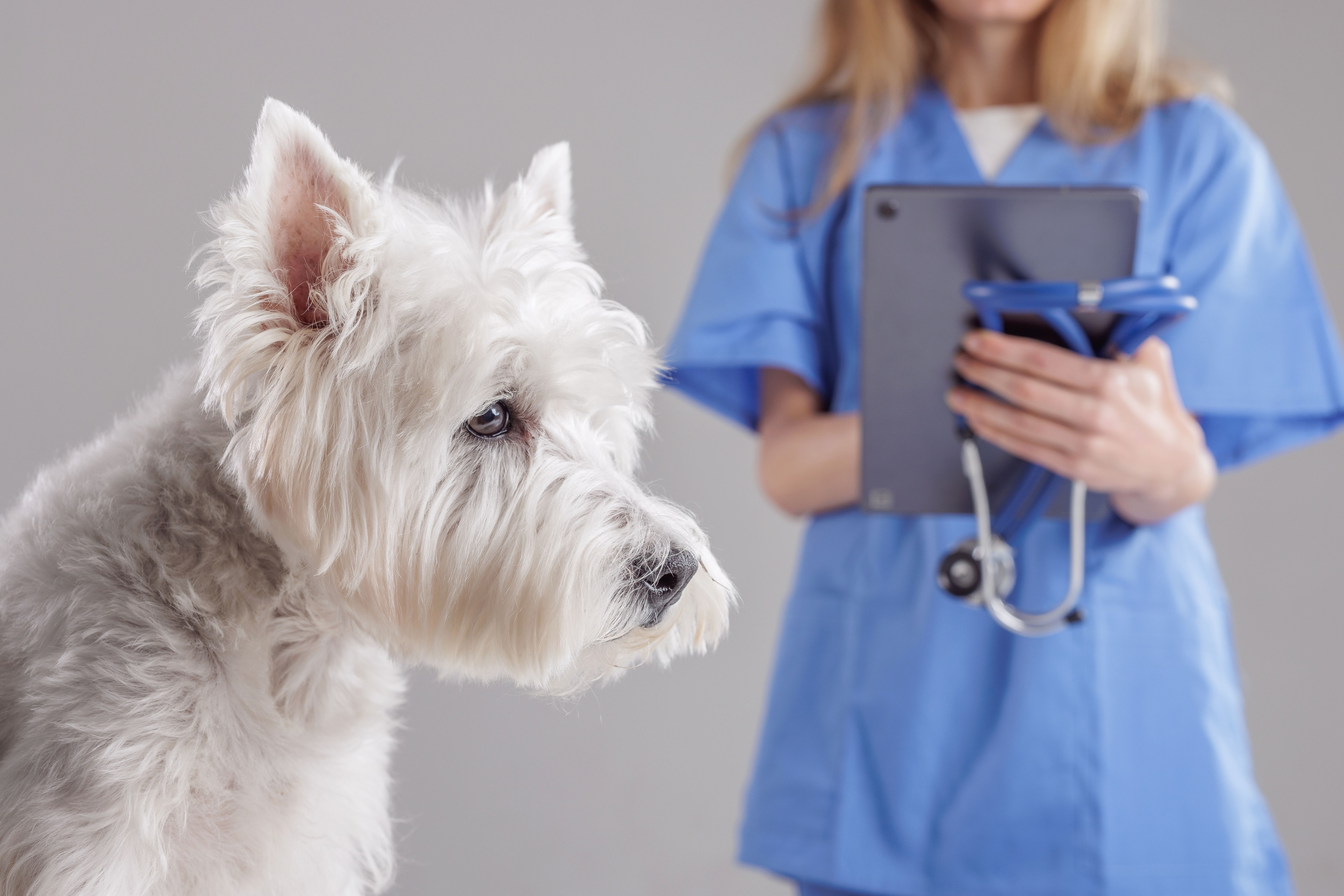 vet clinic