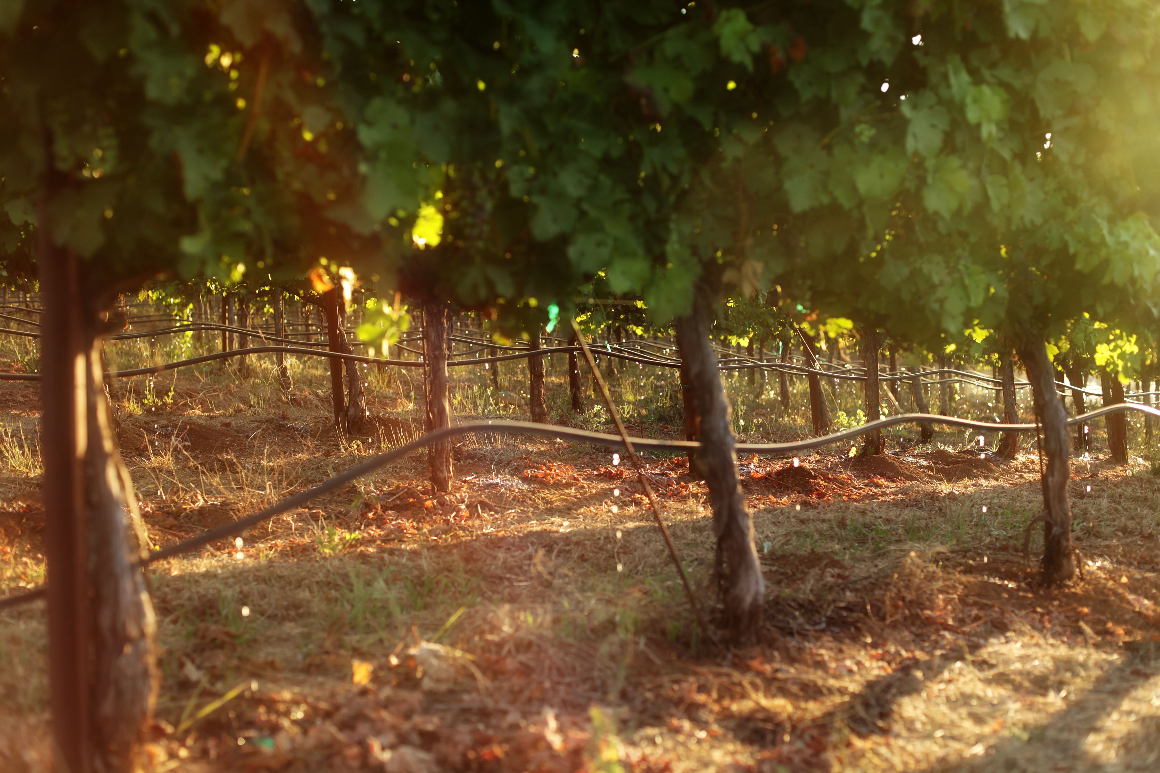 drip irrigation