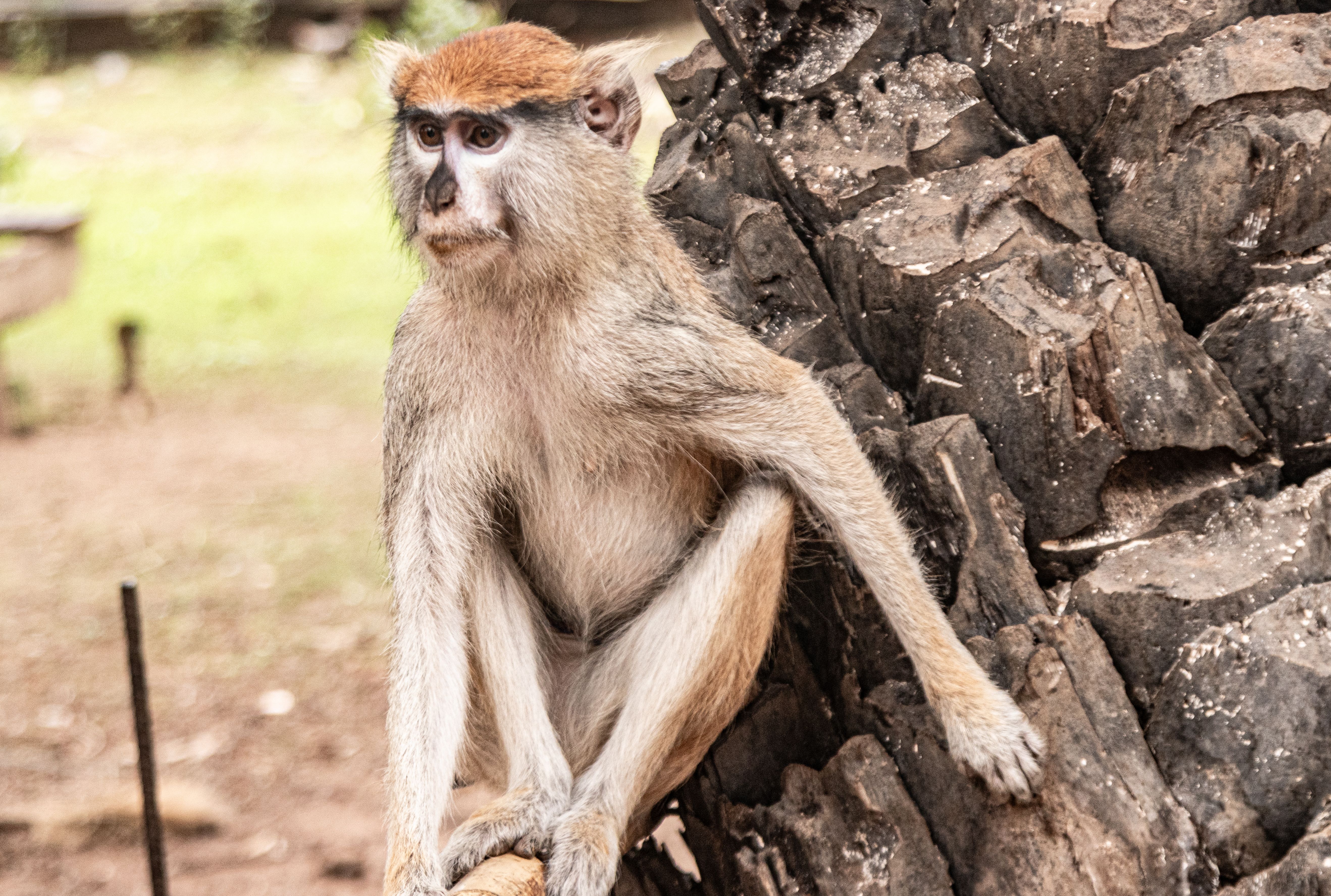 Monkey in Guinea Bissau