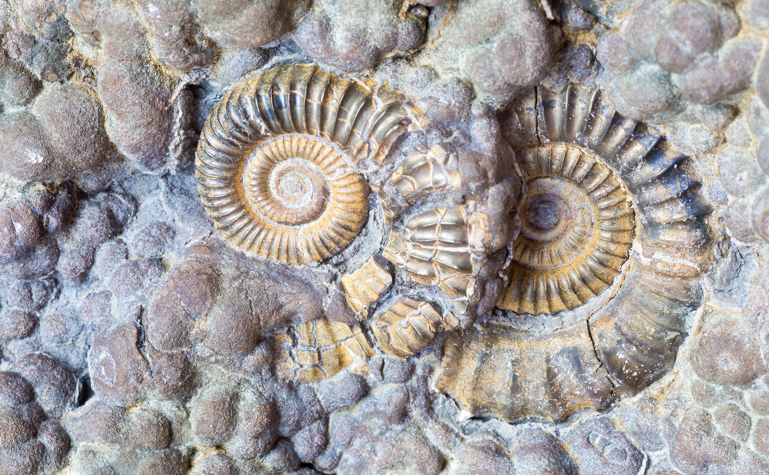 Ammonite 2