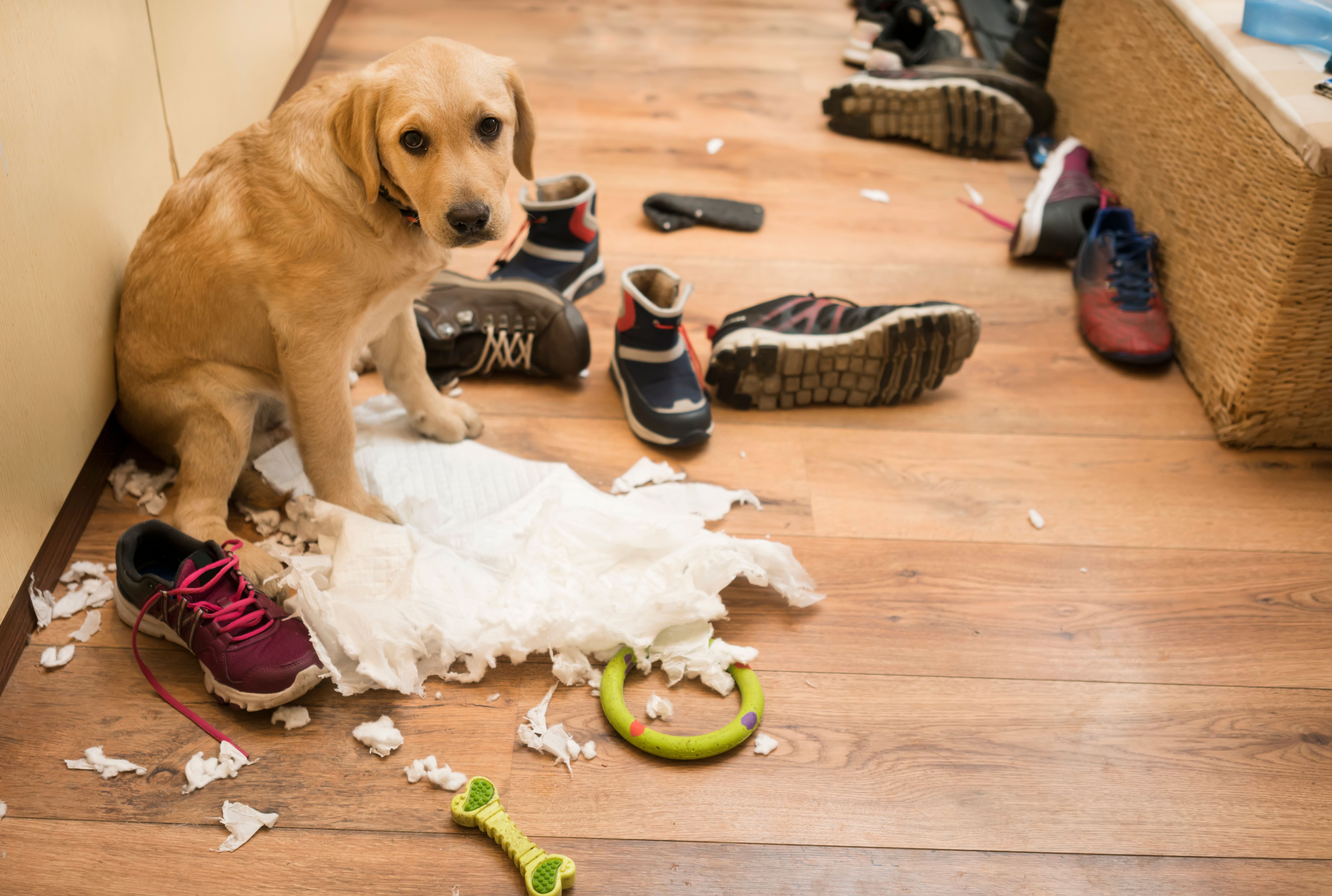 dog behavior problem