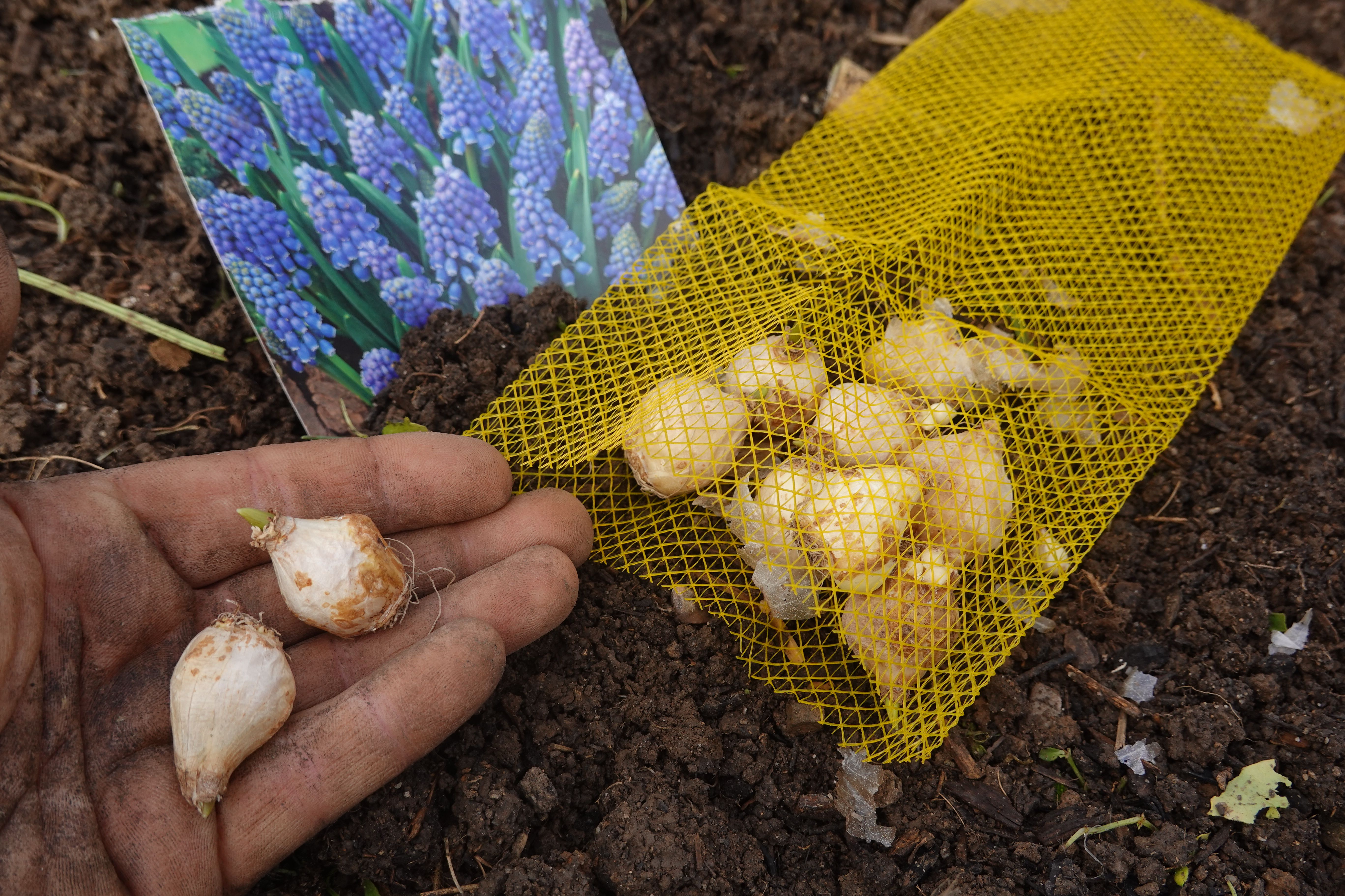 flower bulbs planting