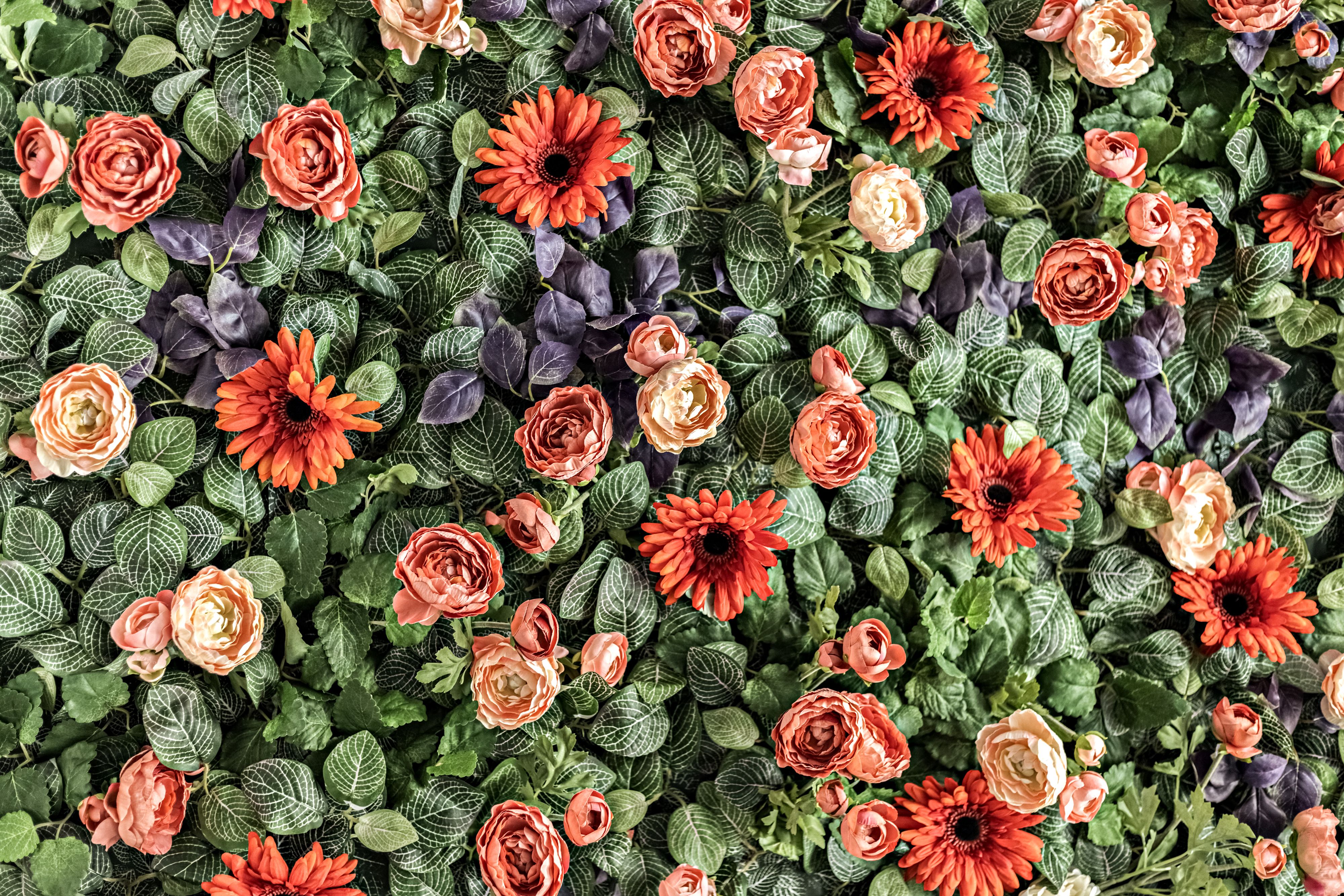 Background of spring artificial red and pink chrysanthemums and peony roses in the garden. Spring. Blooming wall
