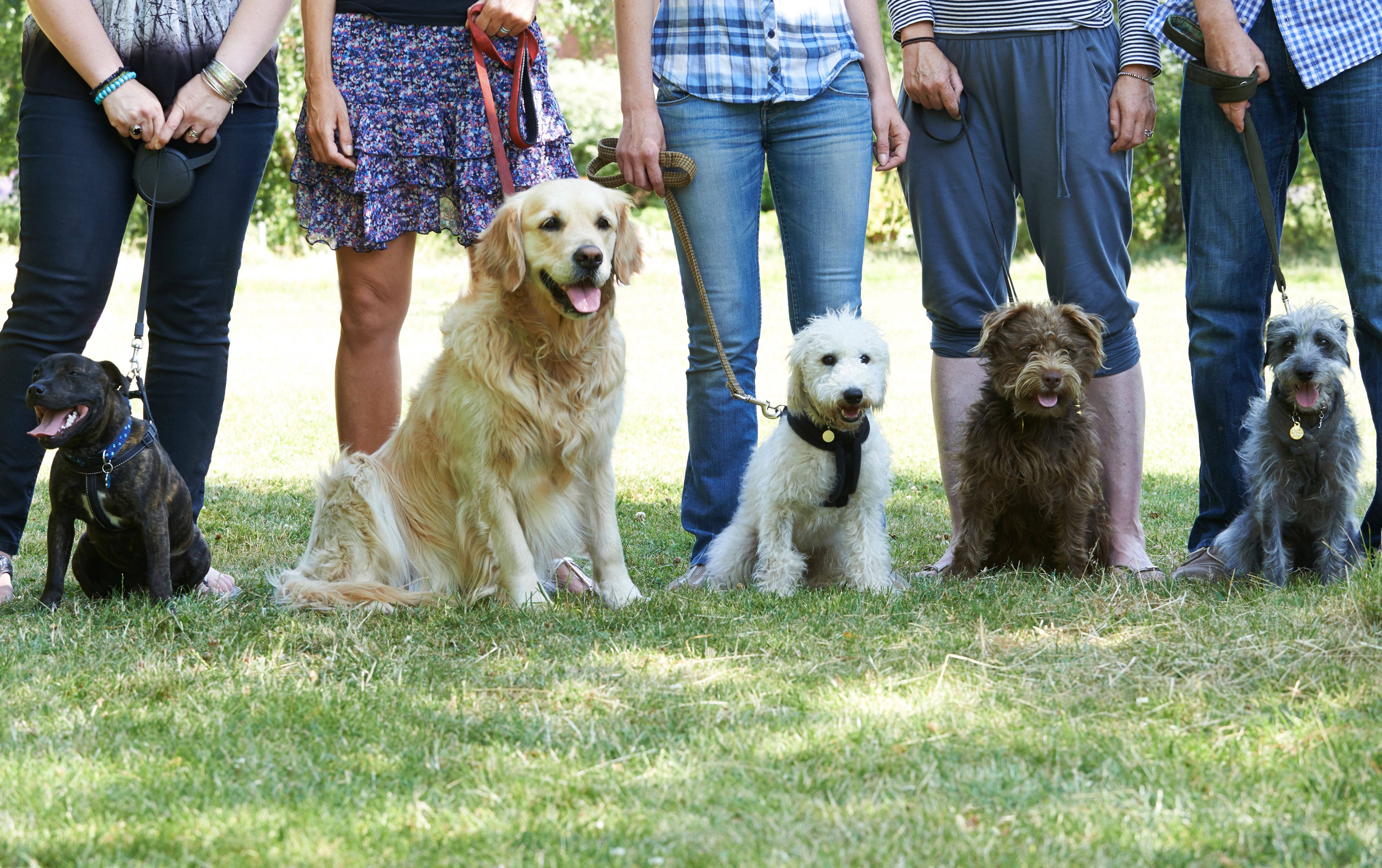 dog training