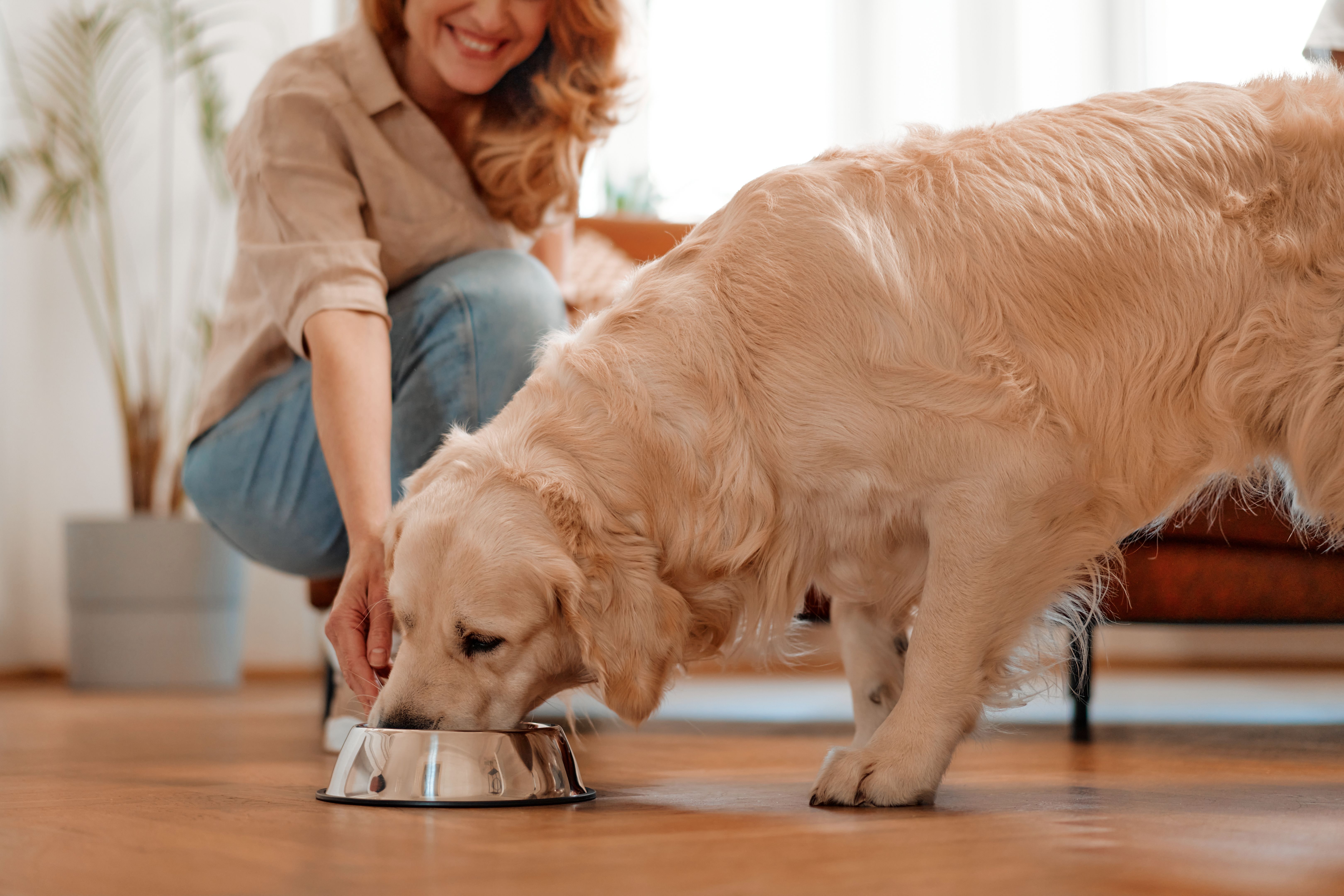dog eating food