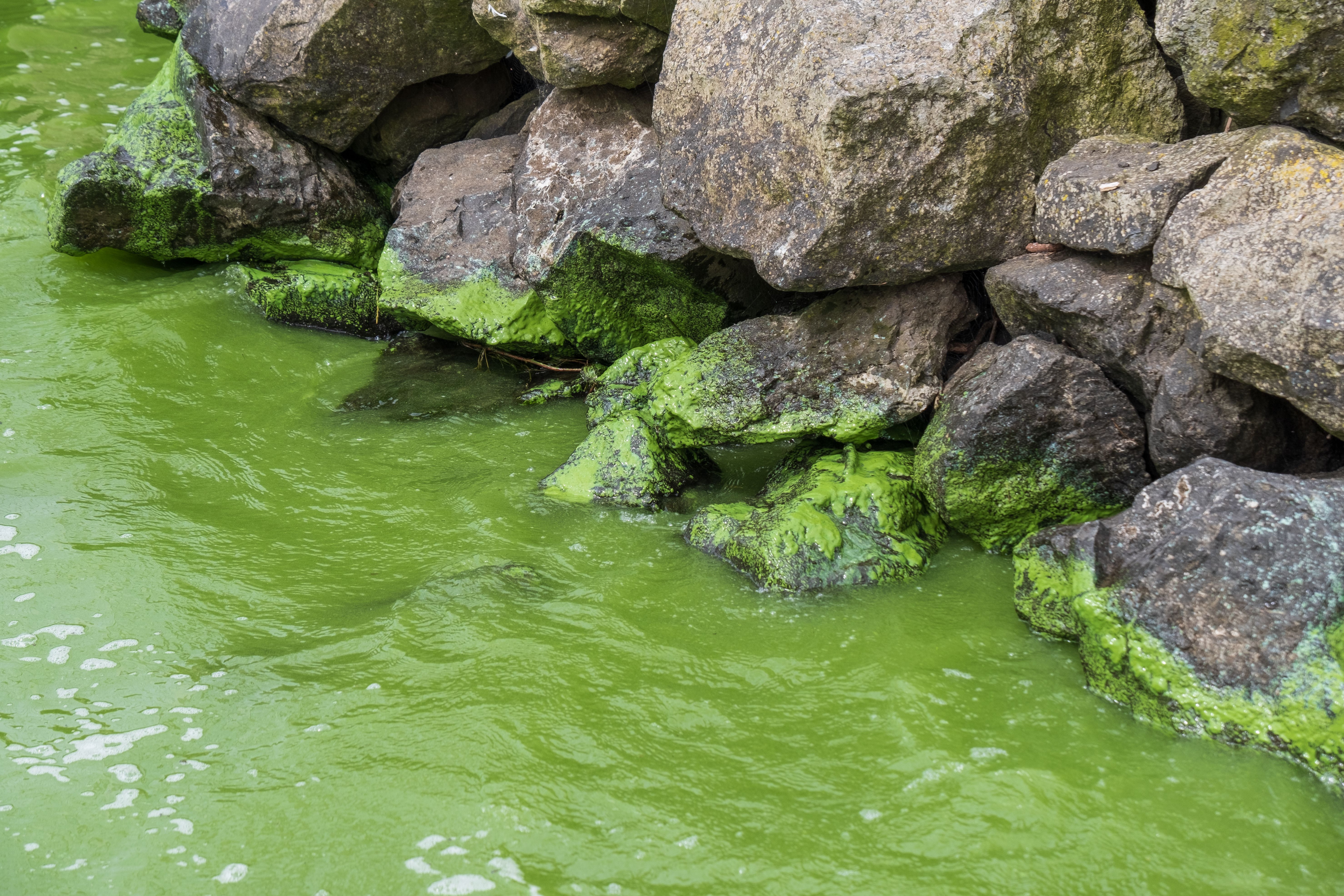 Thick green algae sludge polluting Lough water