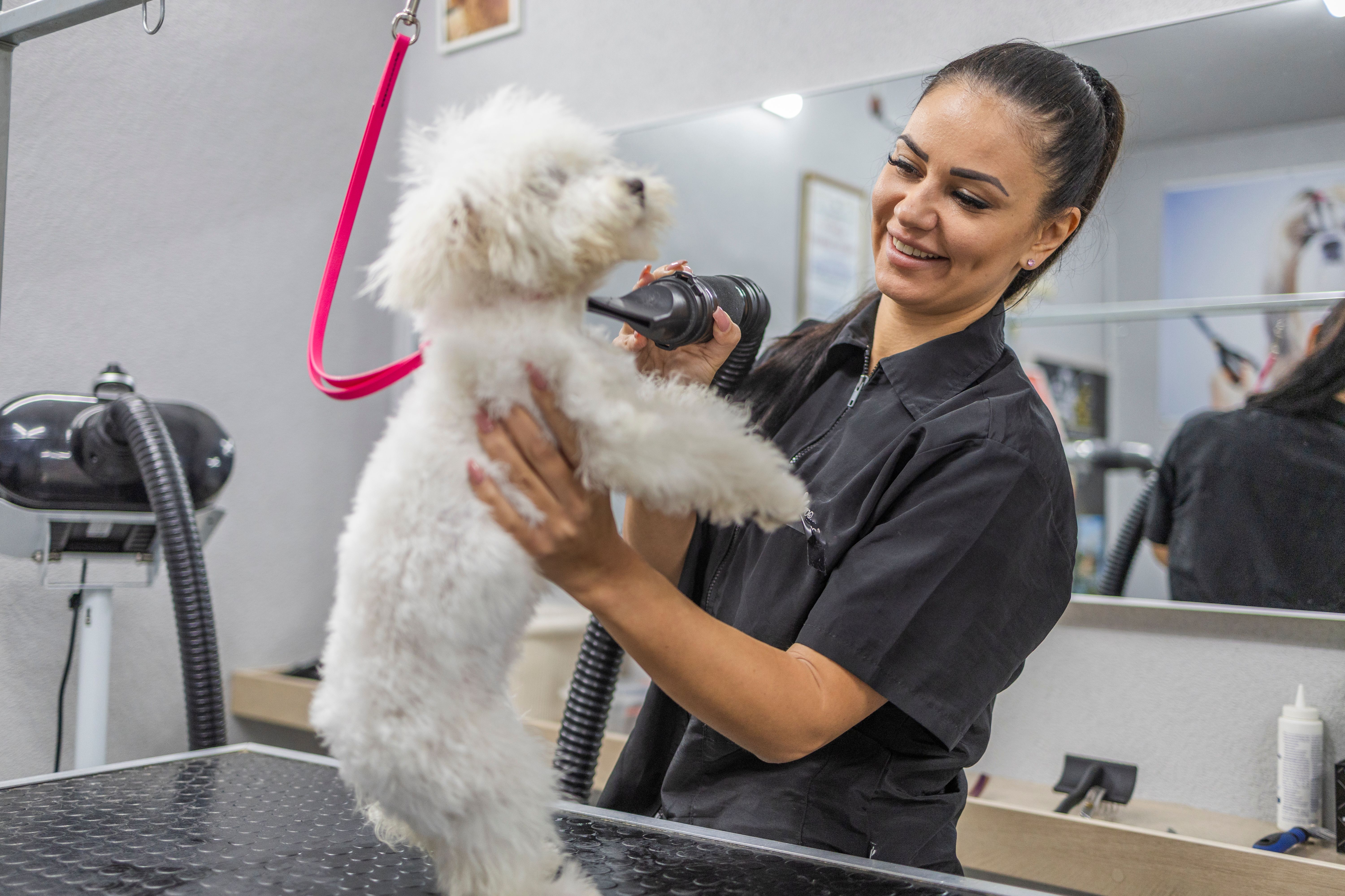pet grooming salon