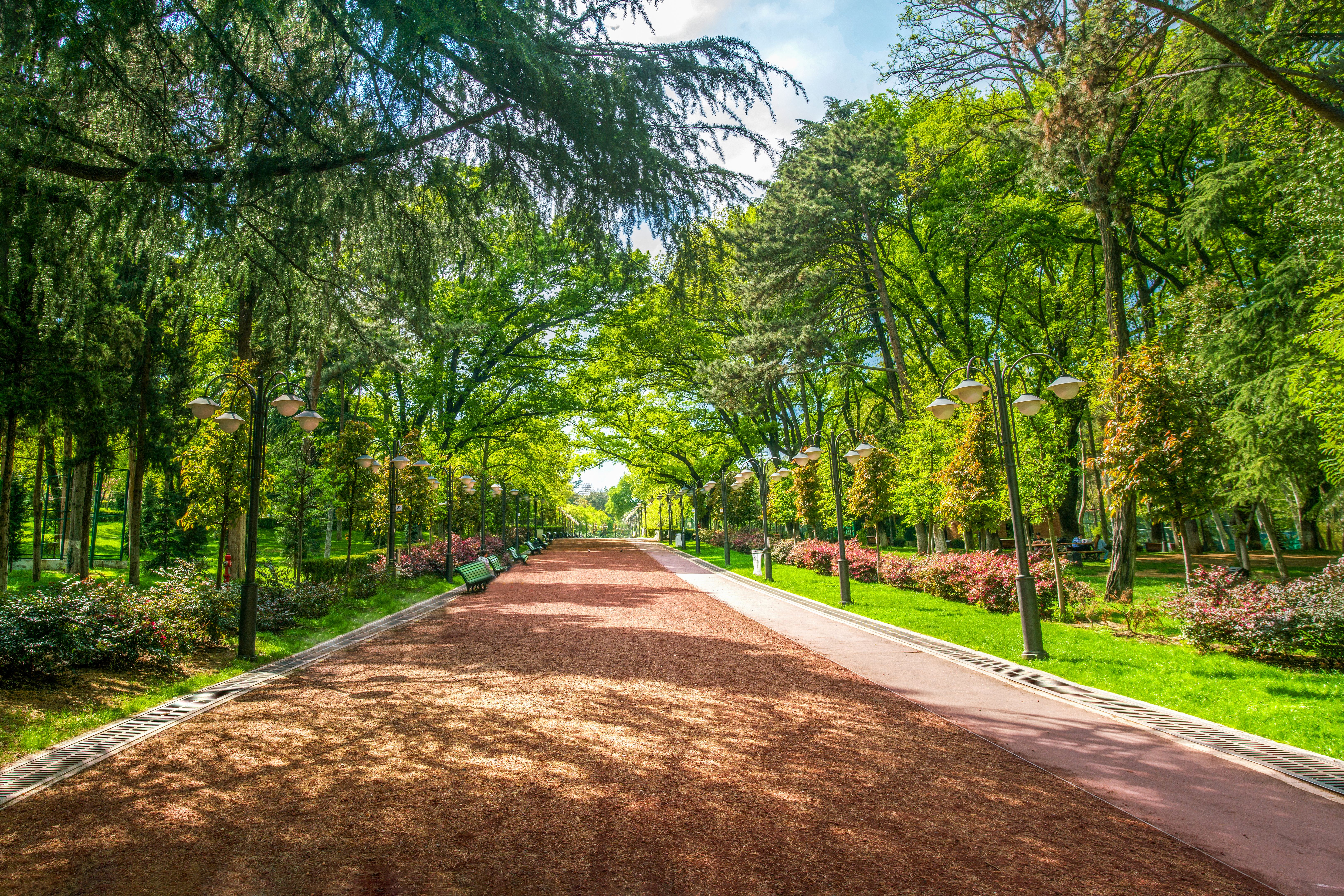 Amazing alley of trees in Vake park