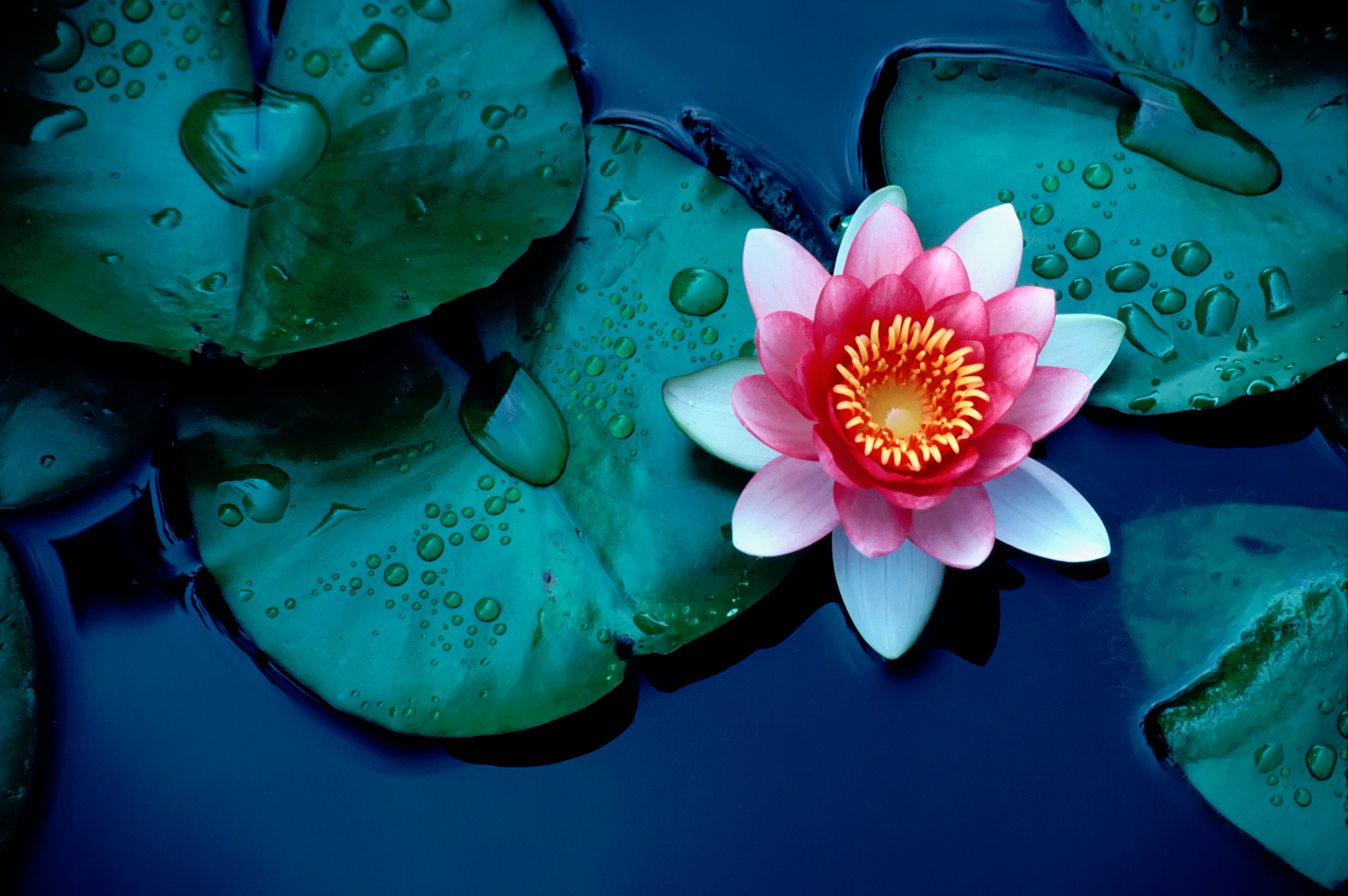 colorful flowers