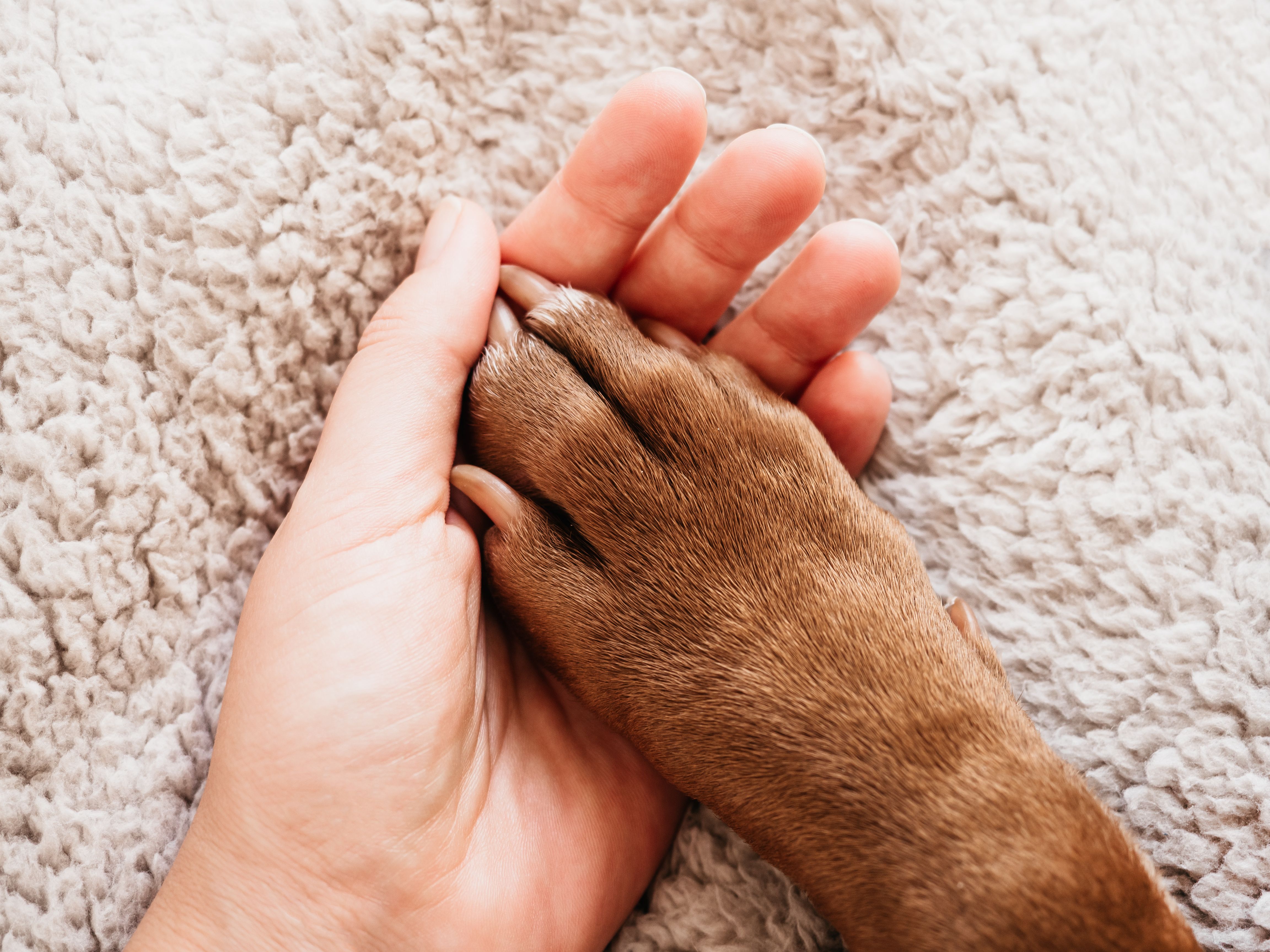 pet paw care
