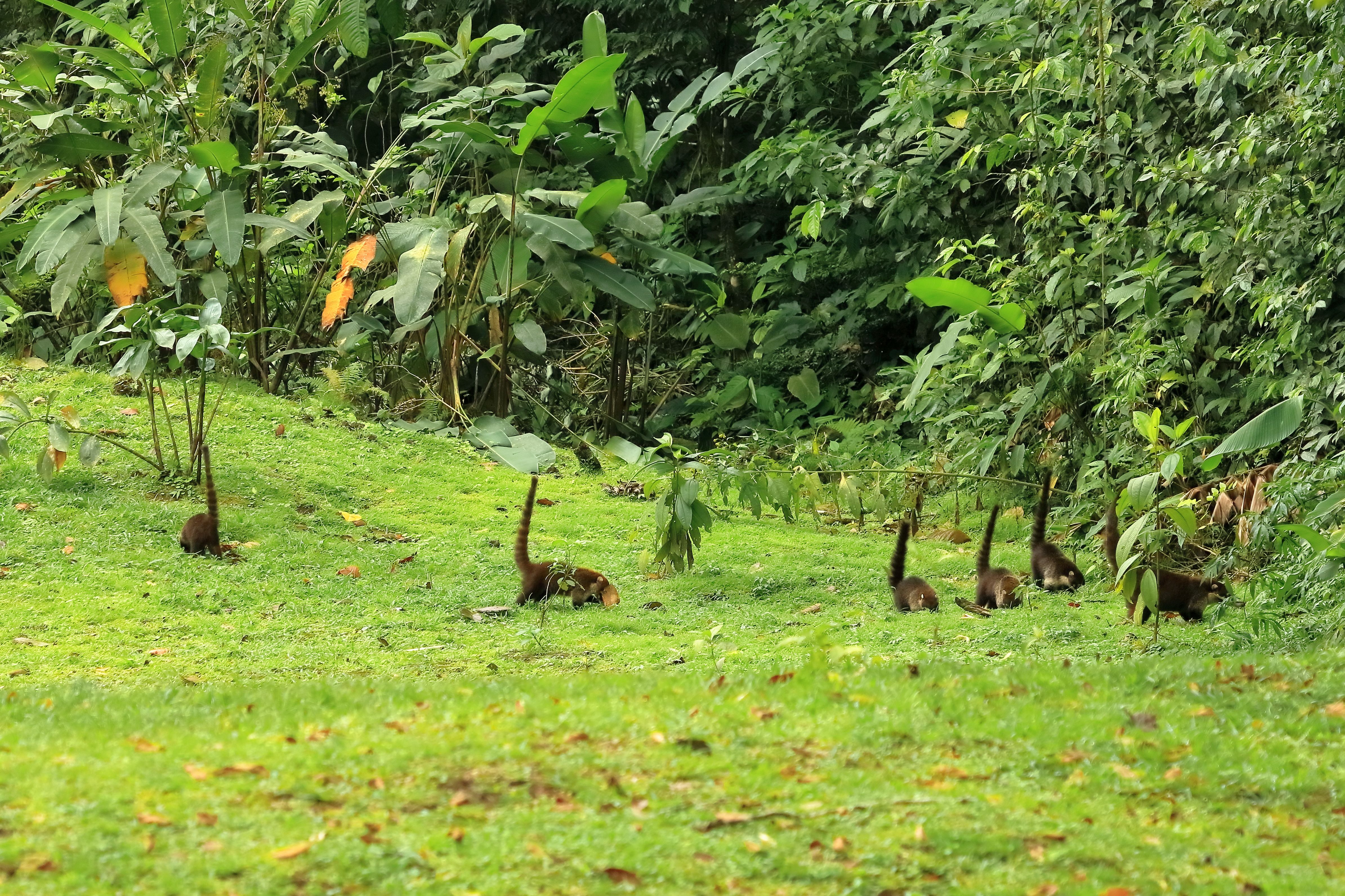 costarican wildlife
