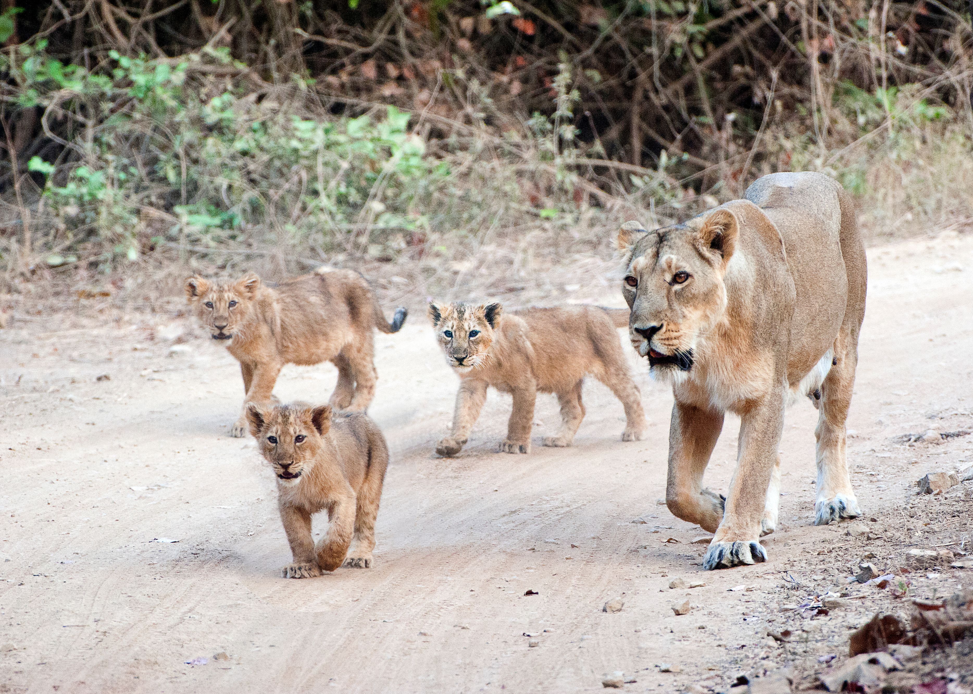 Indian wildlife safari