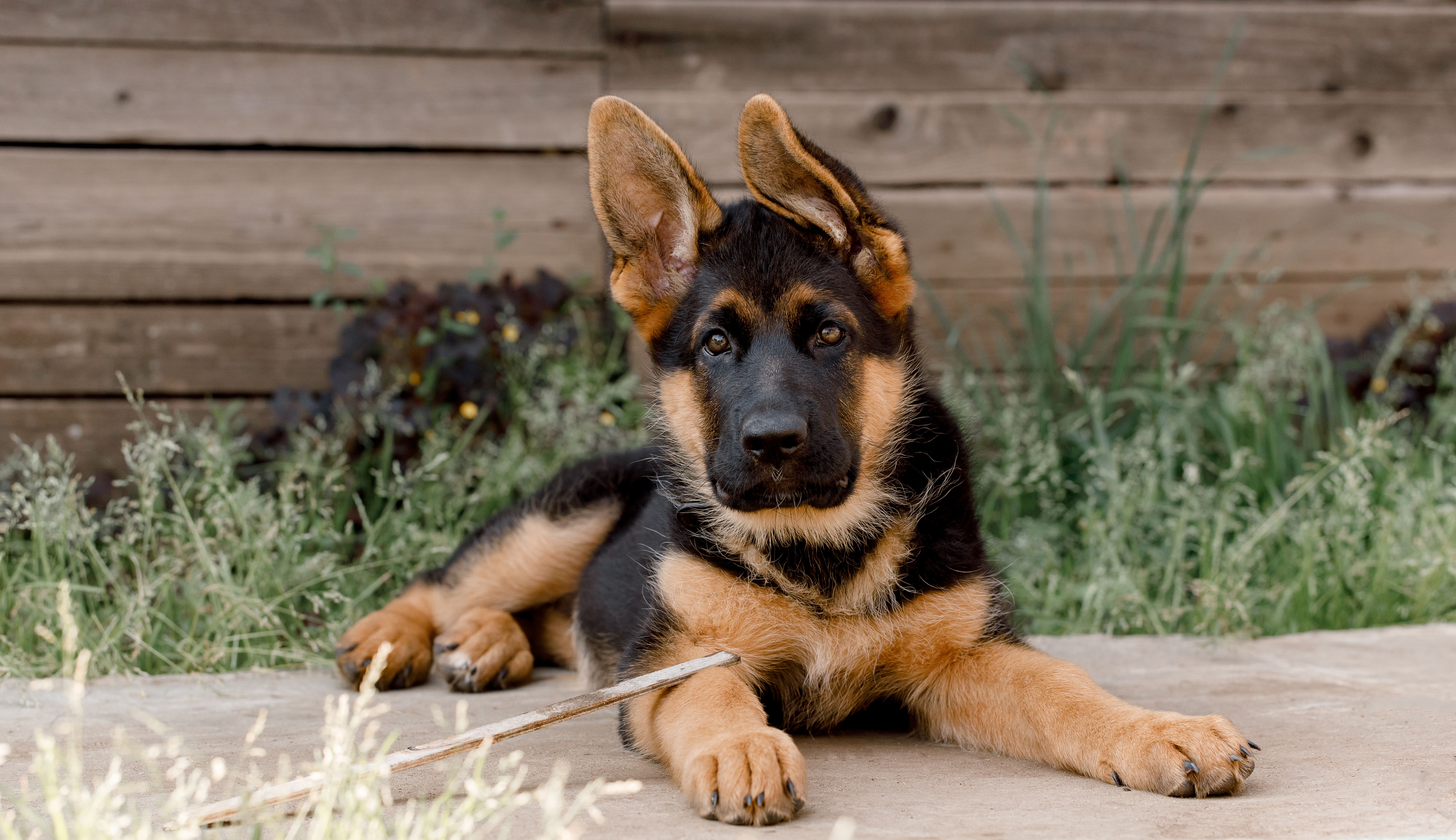 A purebred German Shepherd puppy lies on the sidewalk against a wooden wall. ears to the side.looking into the camera A purebred German Shepherd puppy lies on the sidewalk against a wooden wall. ears to the side.looking into the camera