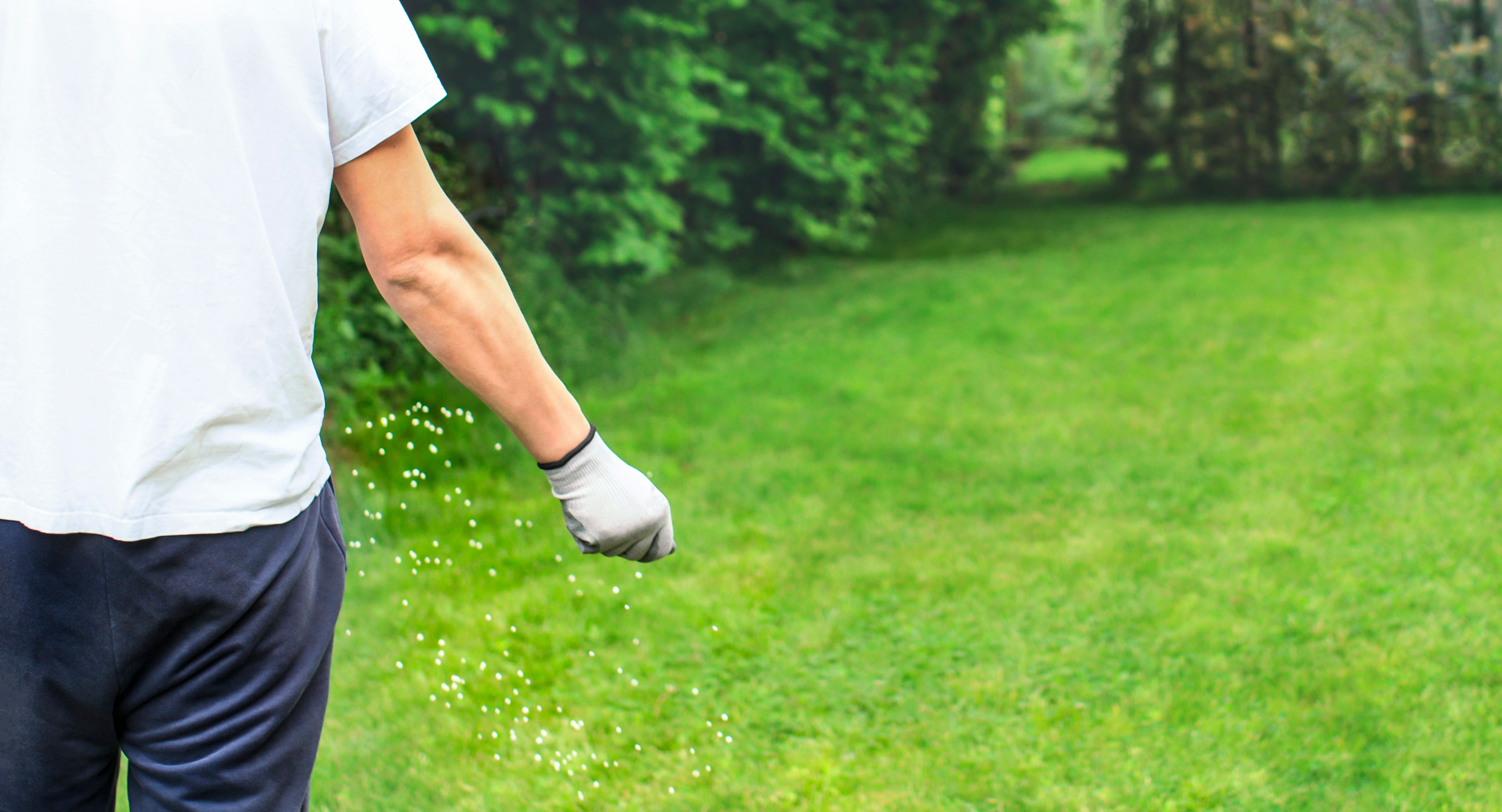 lawn seeding