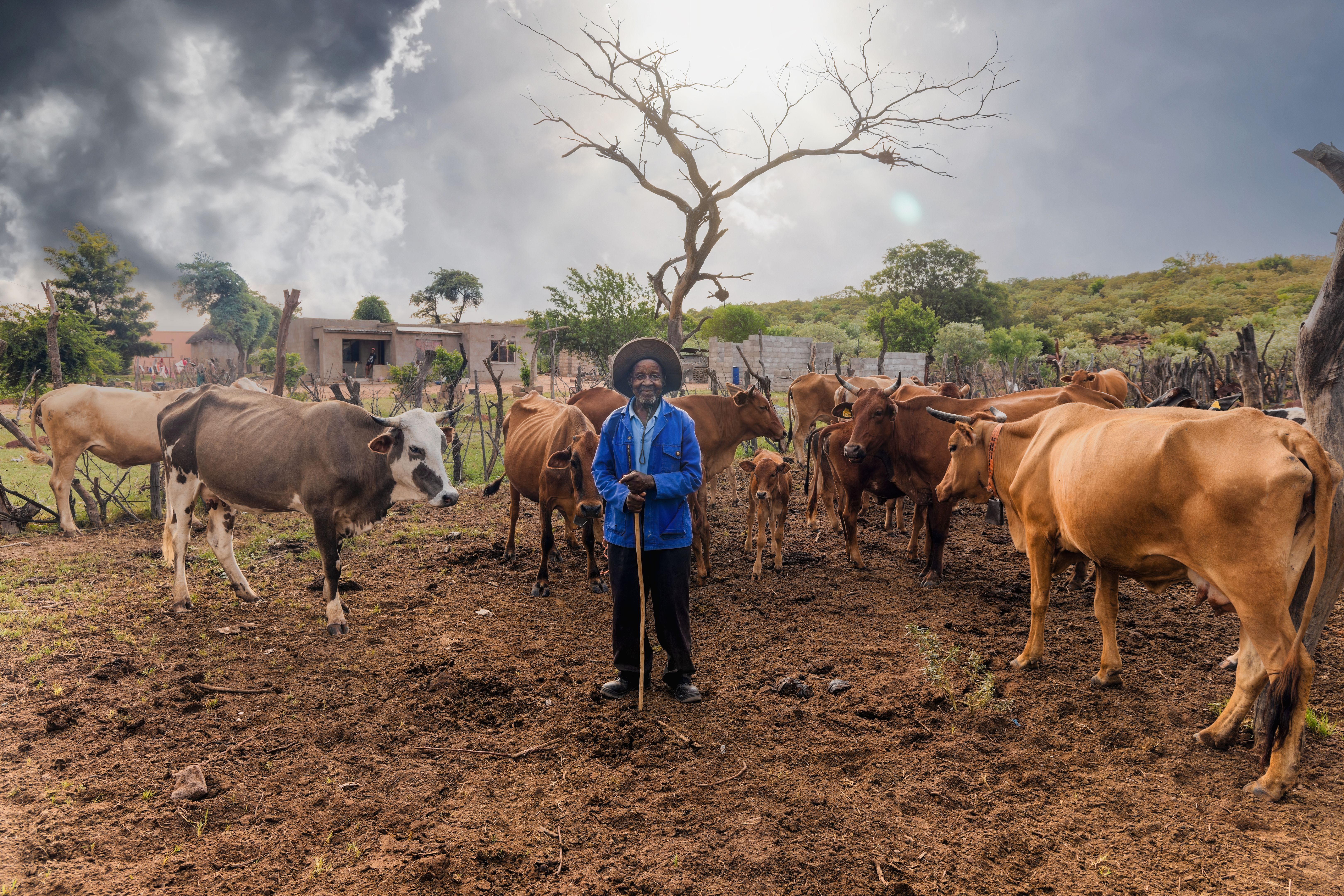 cow farm Africa