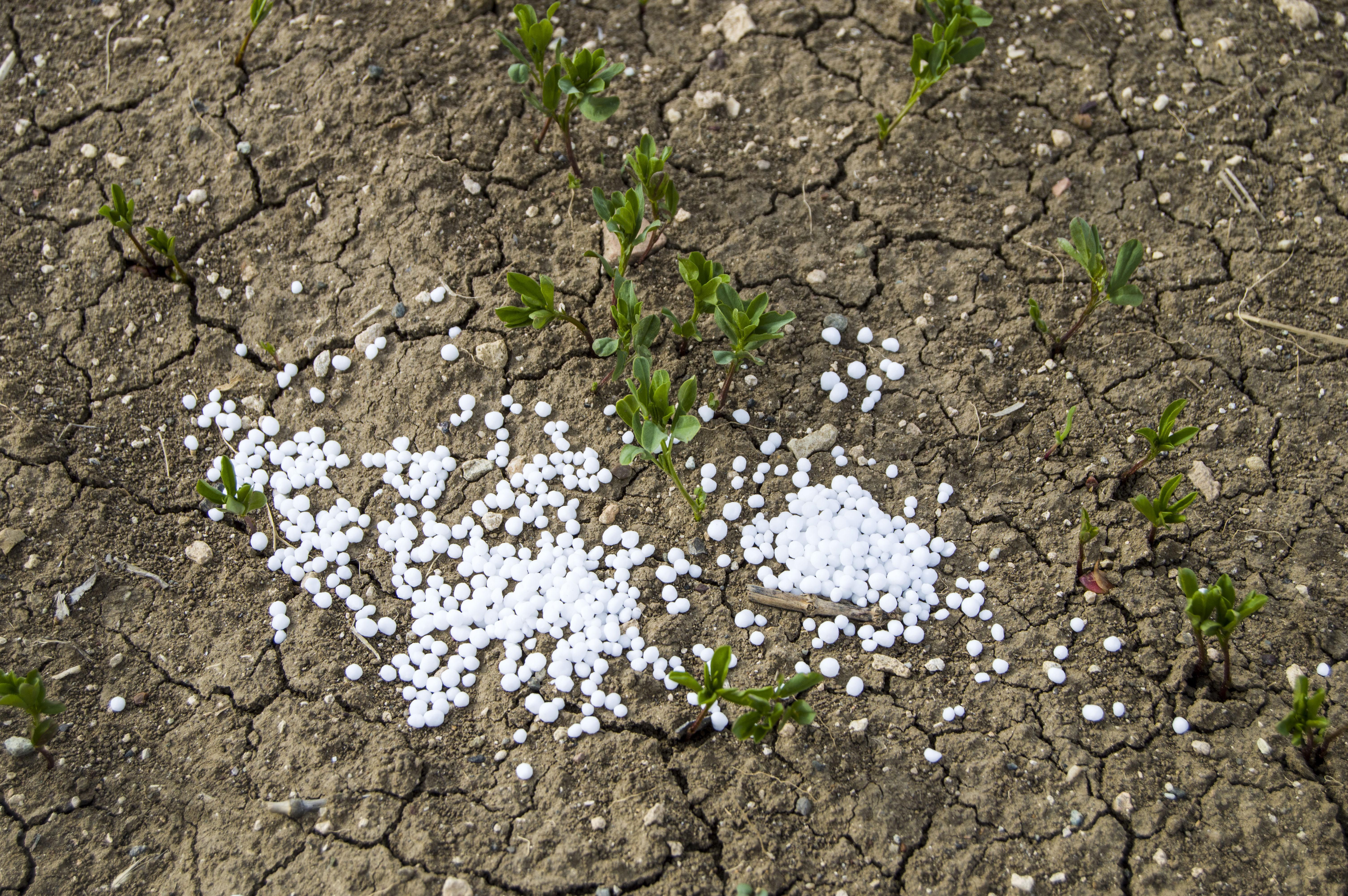 Fertilized cultivated field, fertilized green lentil field, fertilizer and agriculture