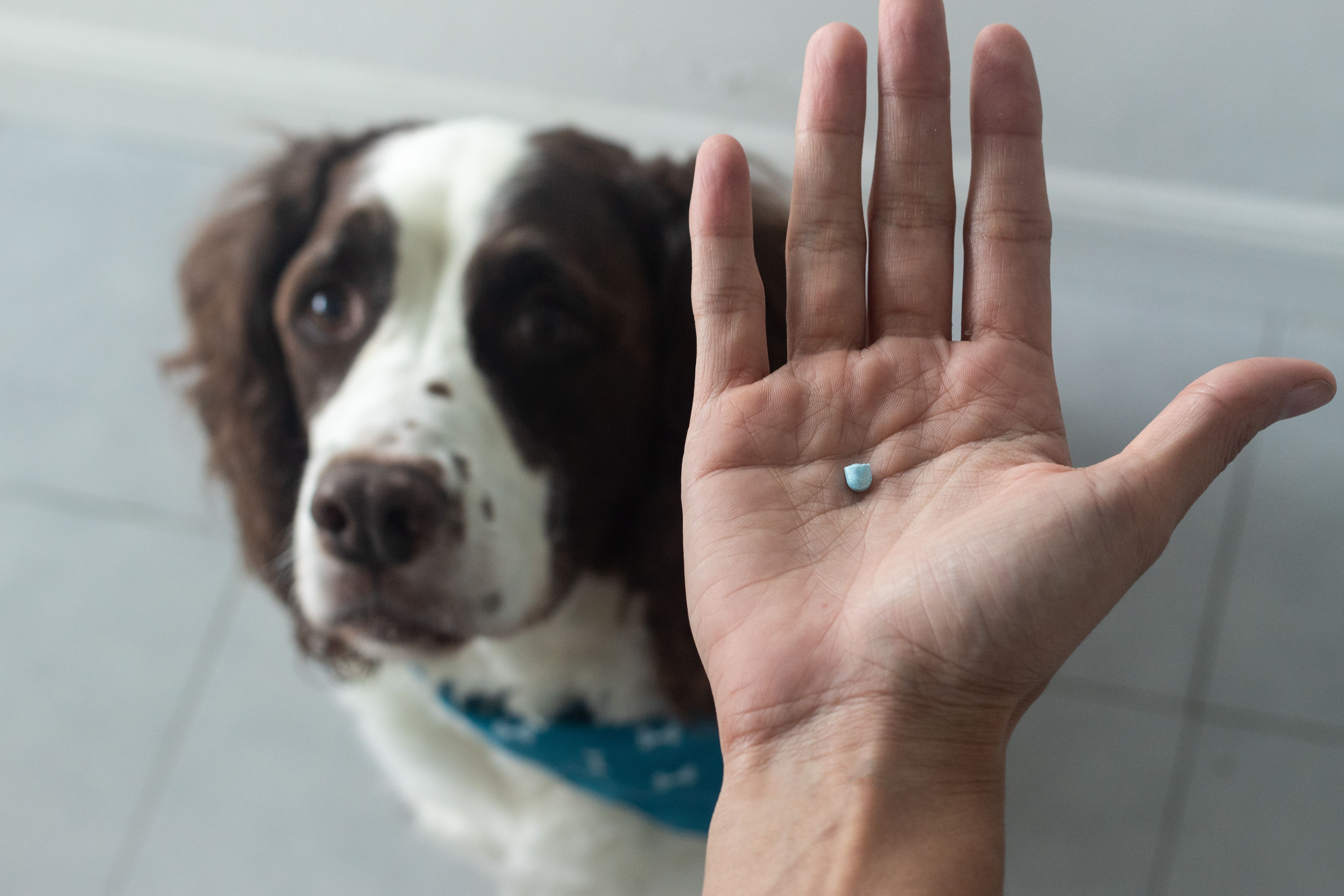 pet insurance