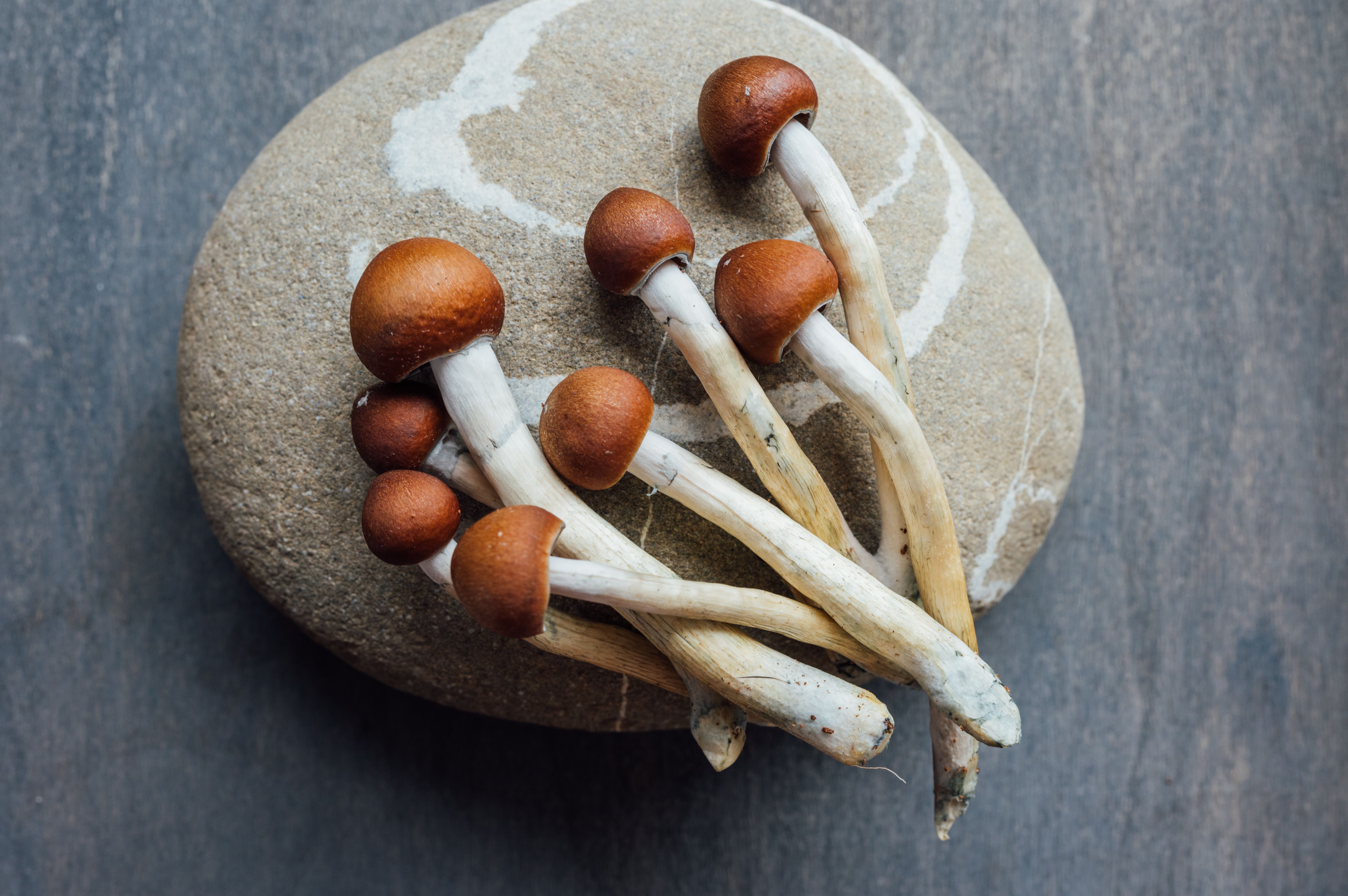 psilocybin mushrooms