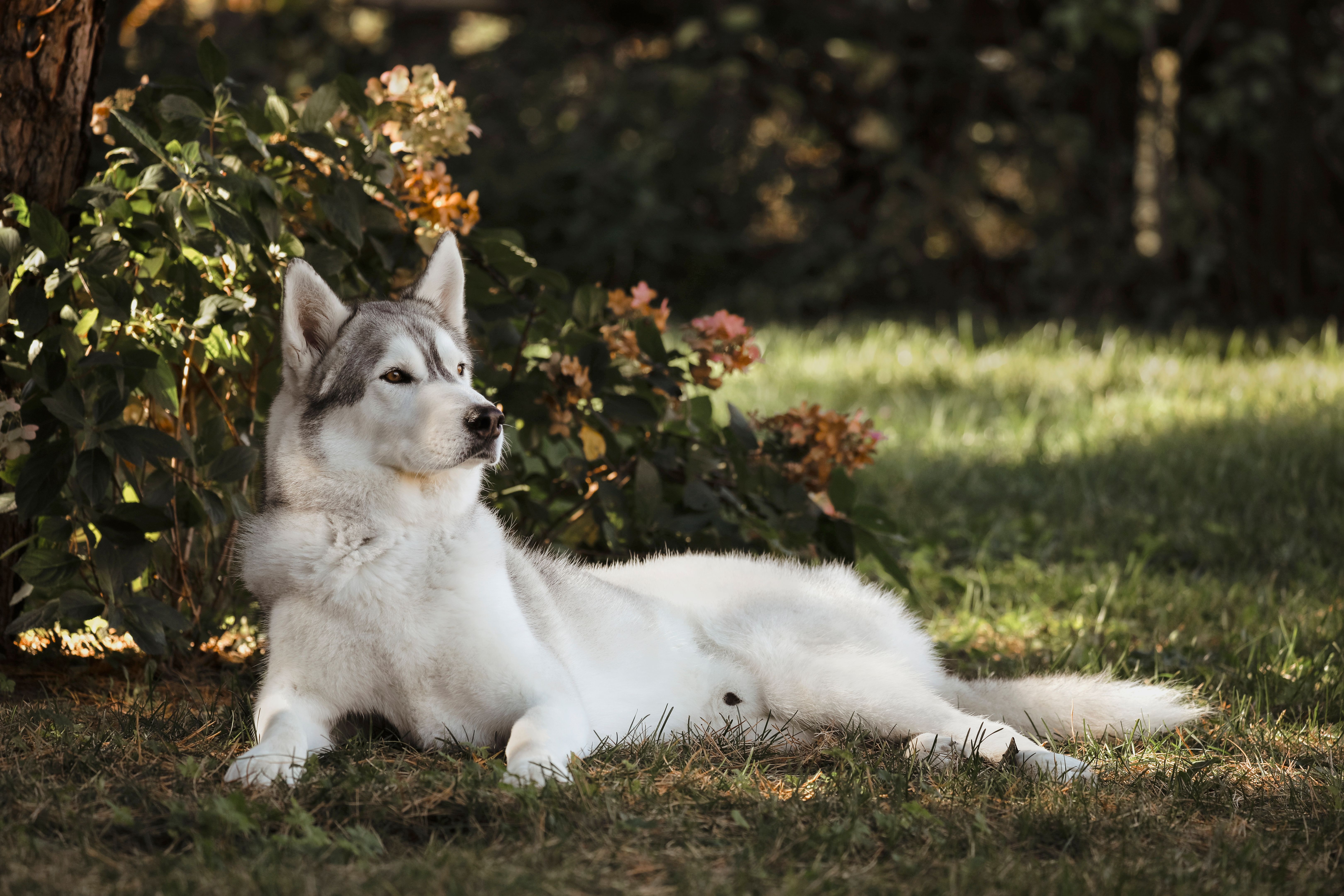Husky in the Garden Husky in the Garden