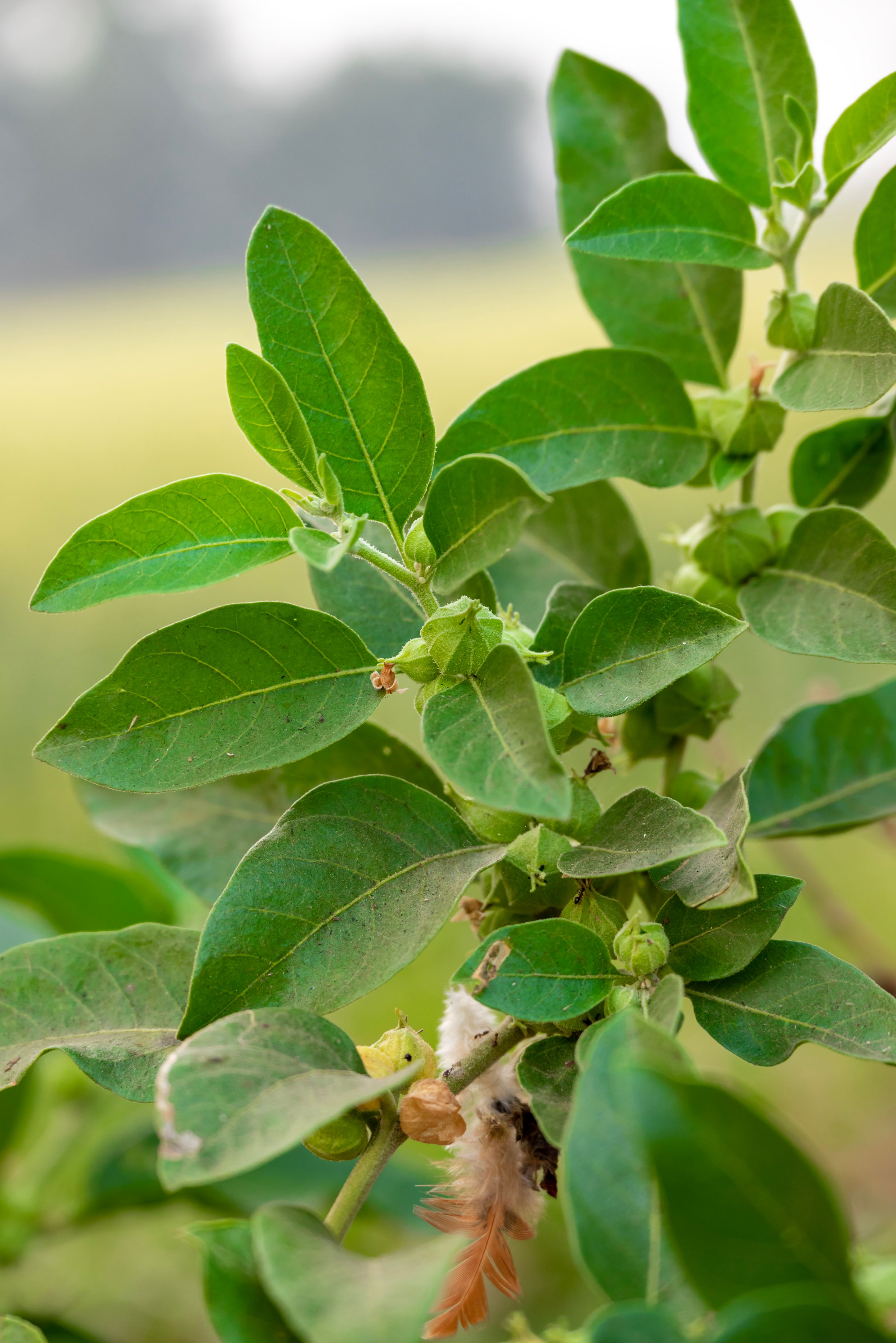 ashwagandha plant