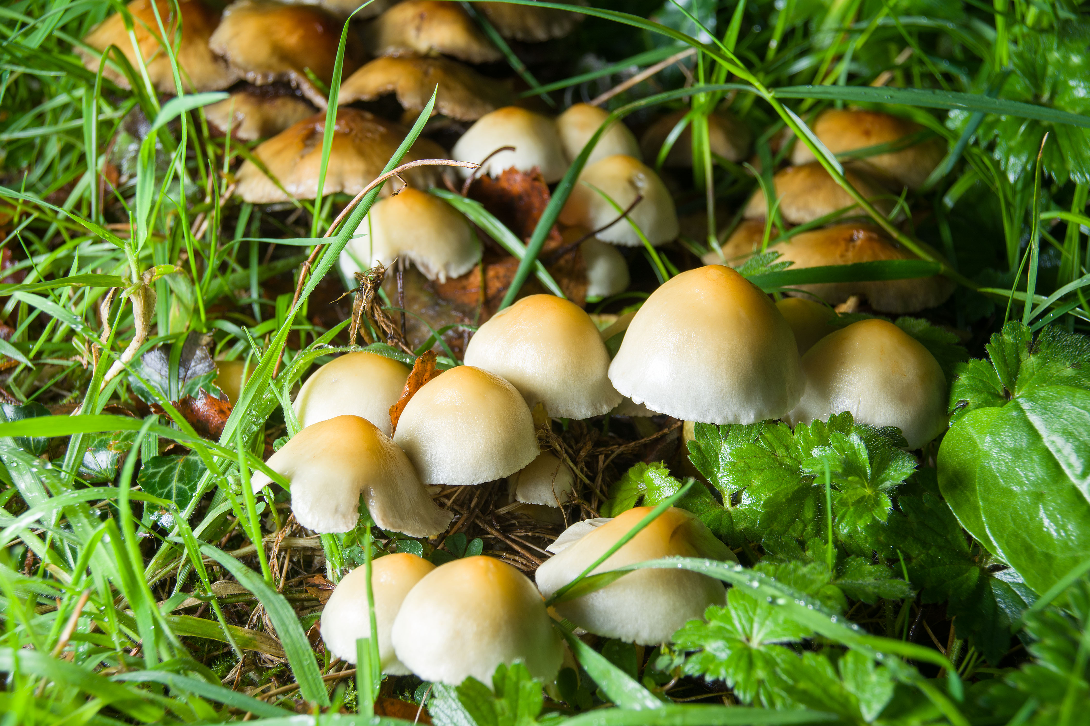 Mushrooms in Grass