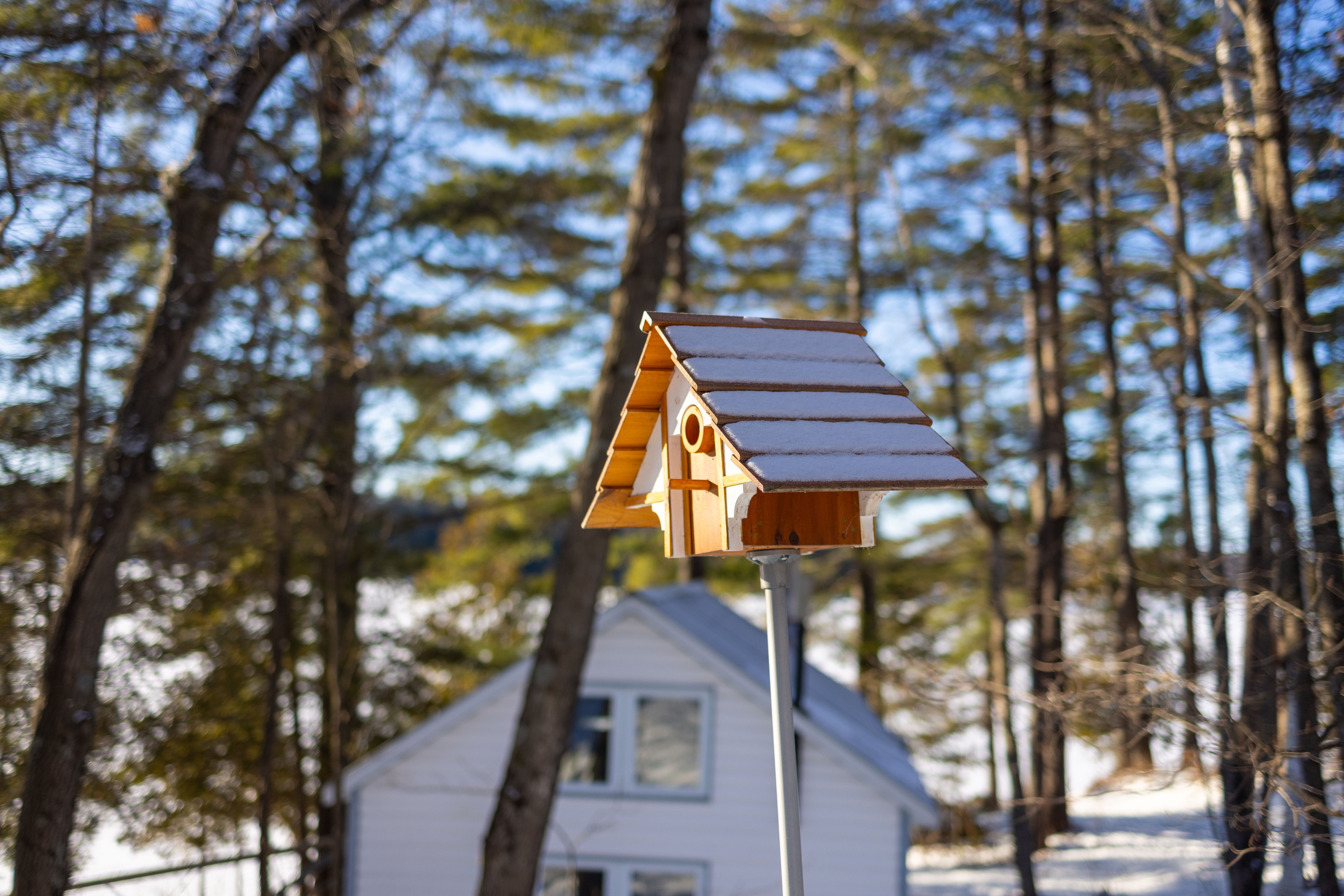 winter pet care