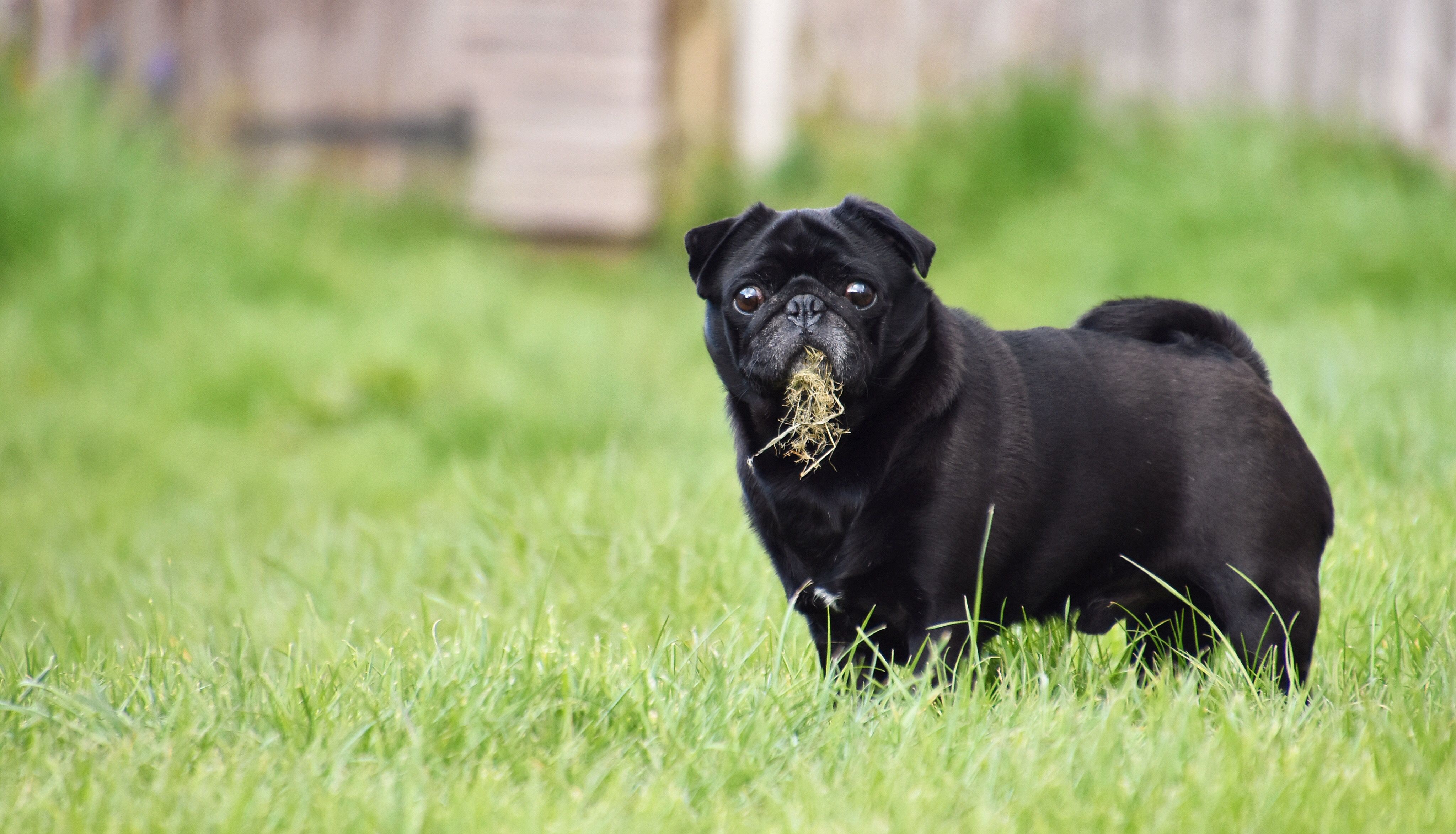 dog eating grass