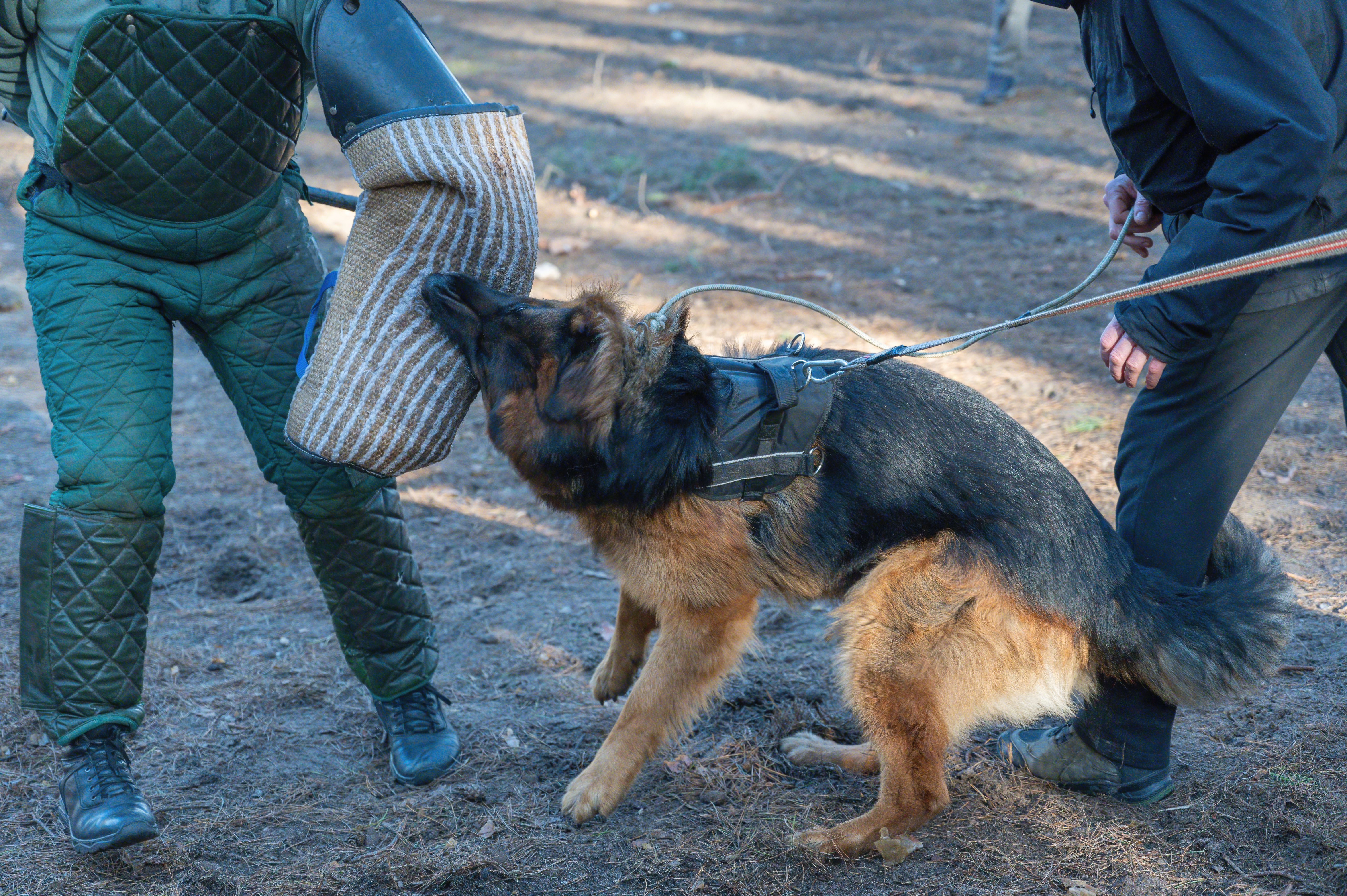 The middle section of a man's body and a German Shepherd. The pet attacks the instructor and bites on the special sleeve.